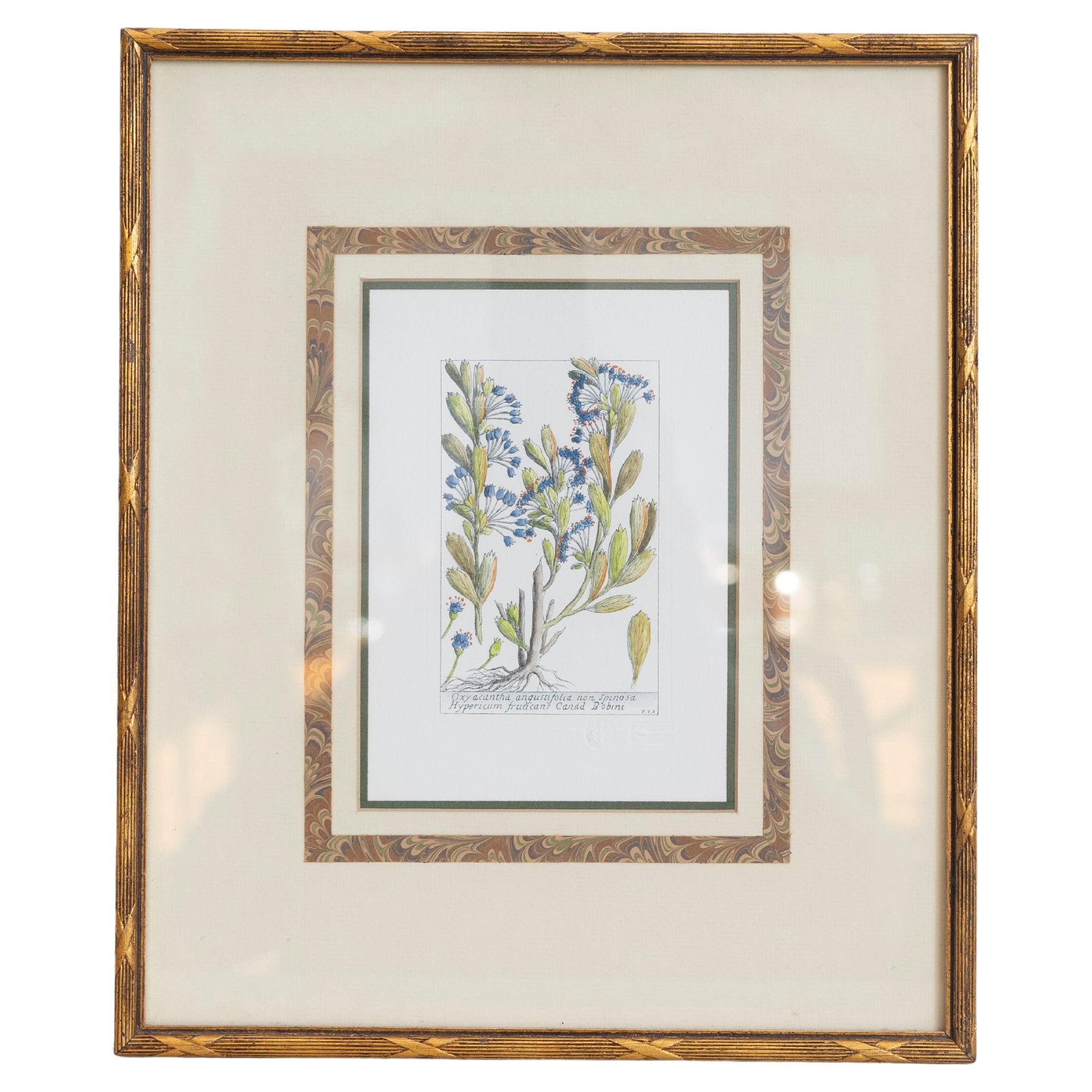 18th Century Italian Hand-Colored Botanical Engraving of Hypericum and Oxyacanth For Sale