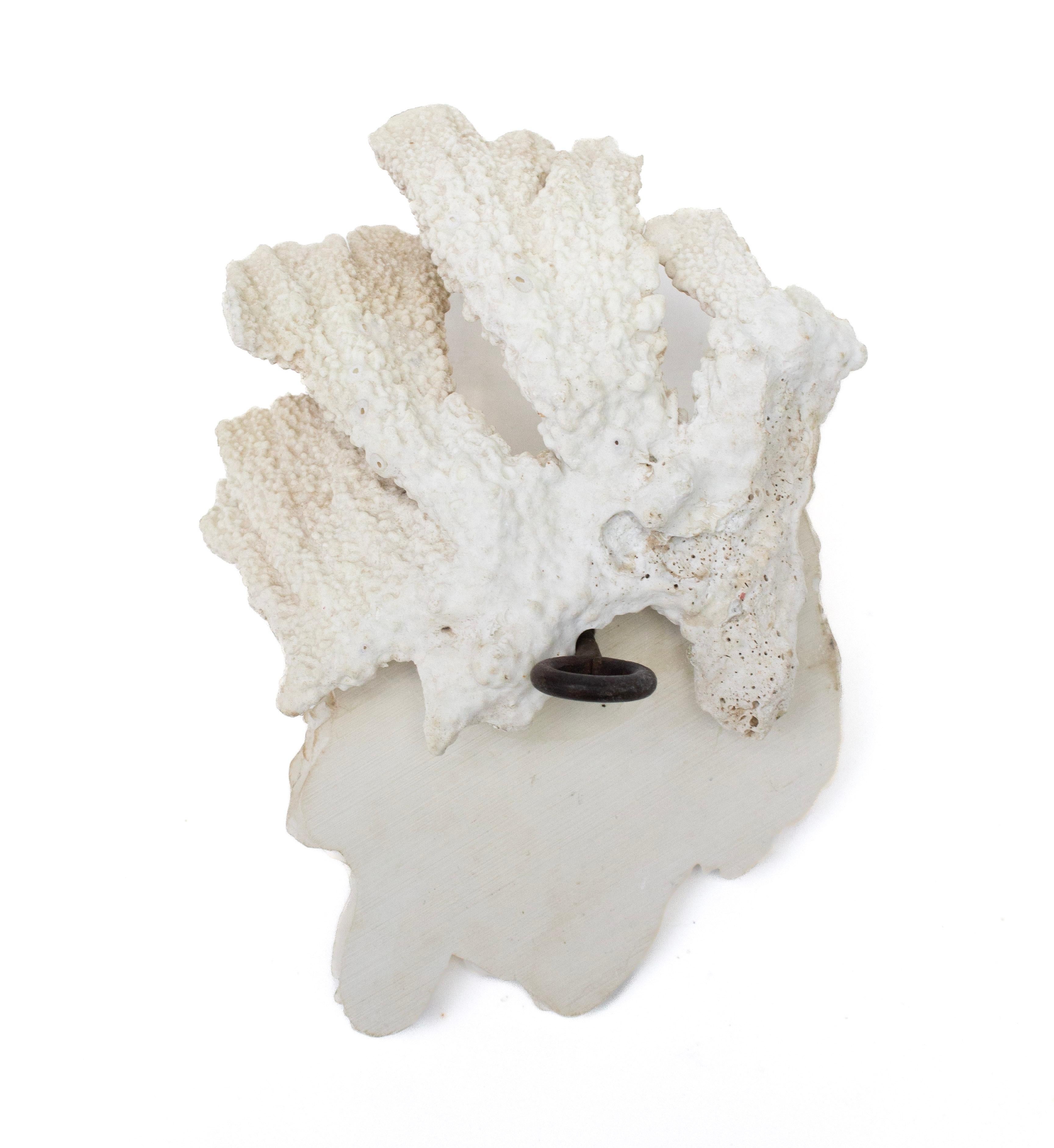 18th Century and Earlier 18th Century Italian Holy Water Font with Angels Framed with Fossil Coral For Sale