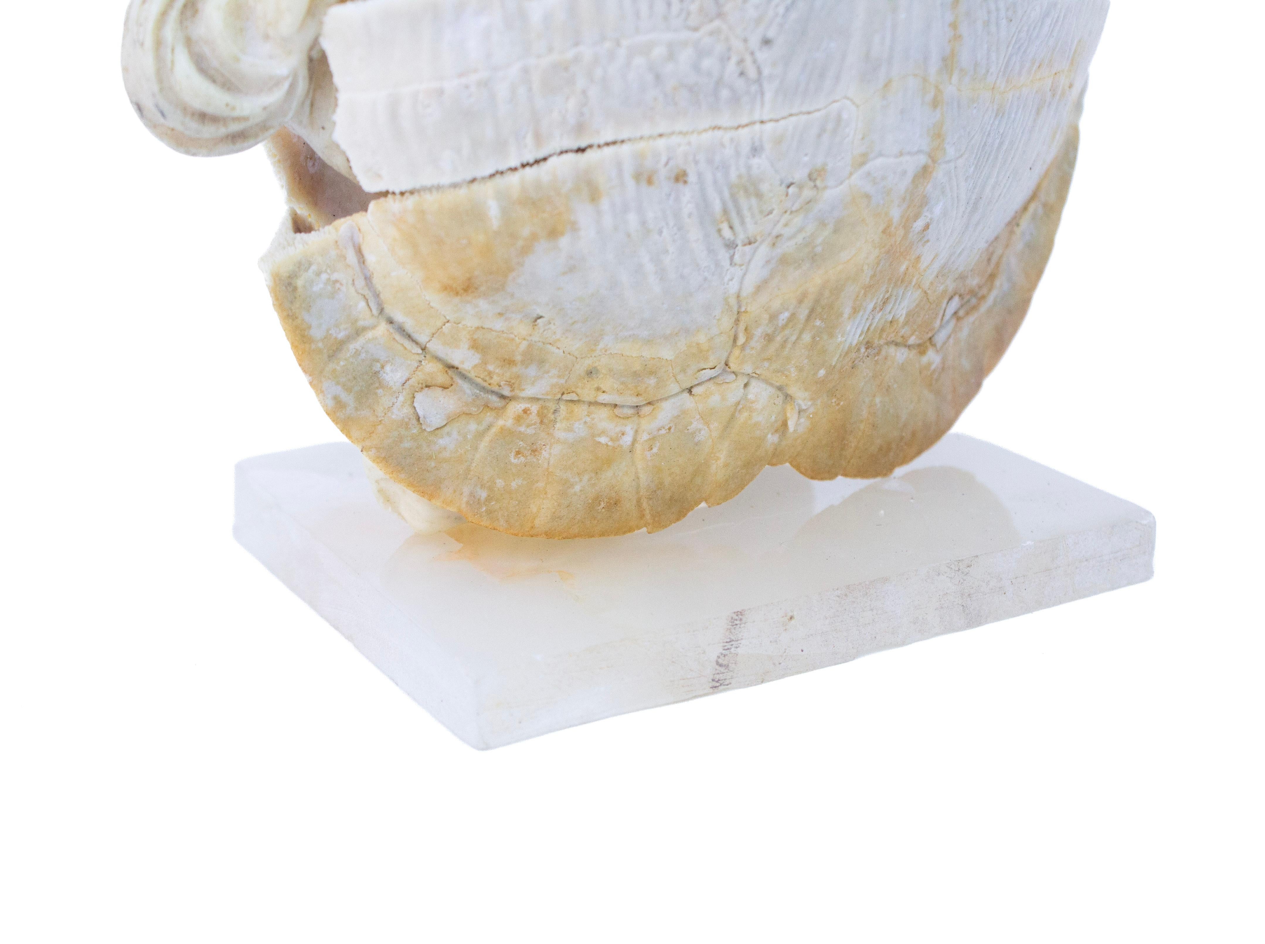 Rococò 18th Century Italian Marble Angel in a Bleached Turtle Shell on Alabaster in vendita