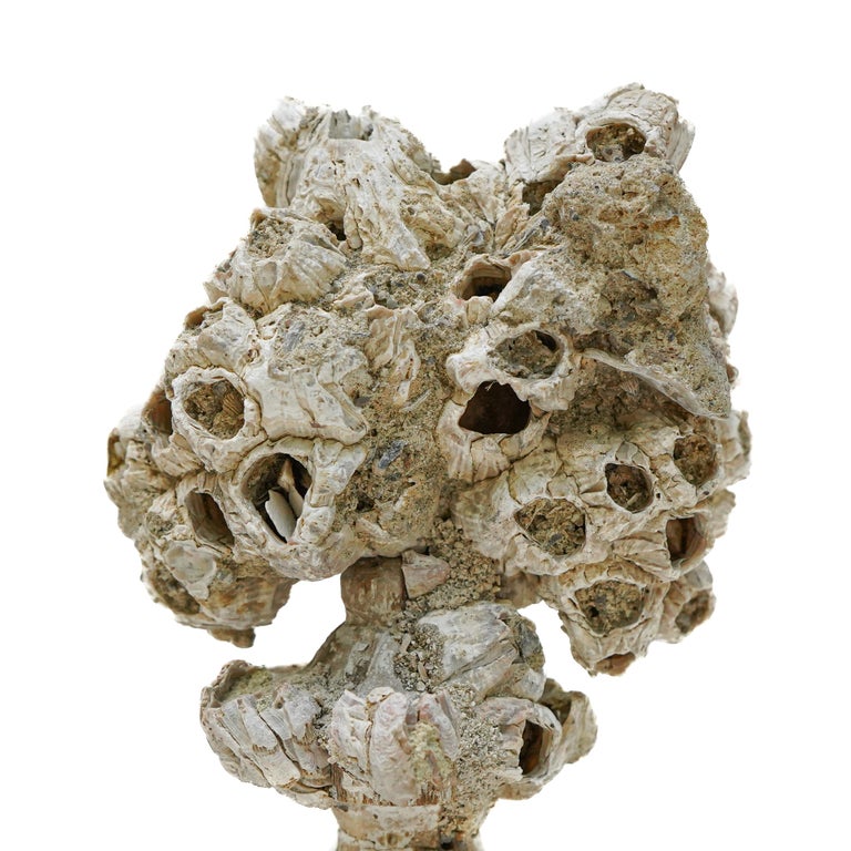 18th Century and Earlier 18th Century Italian 'Florence Fragment' Vase with Fossil Barnacle Clusters For Sale