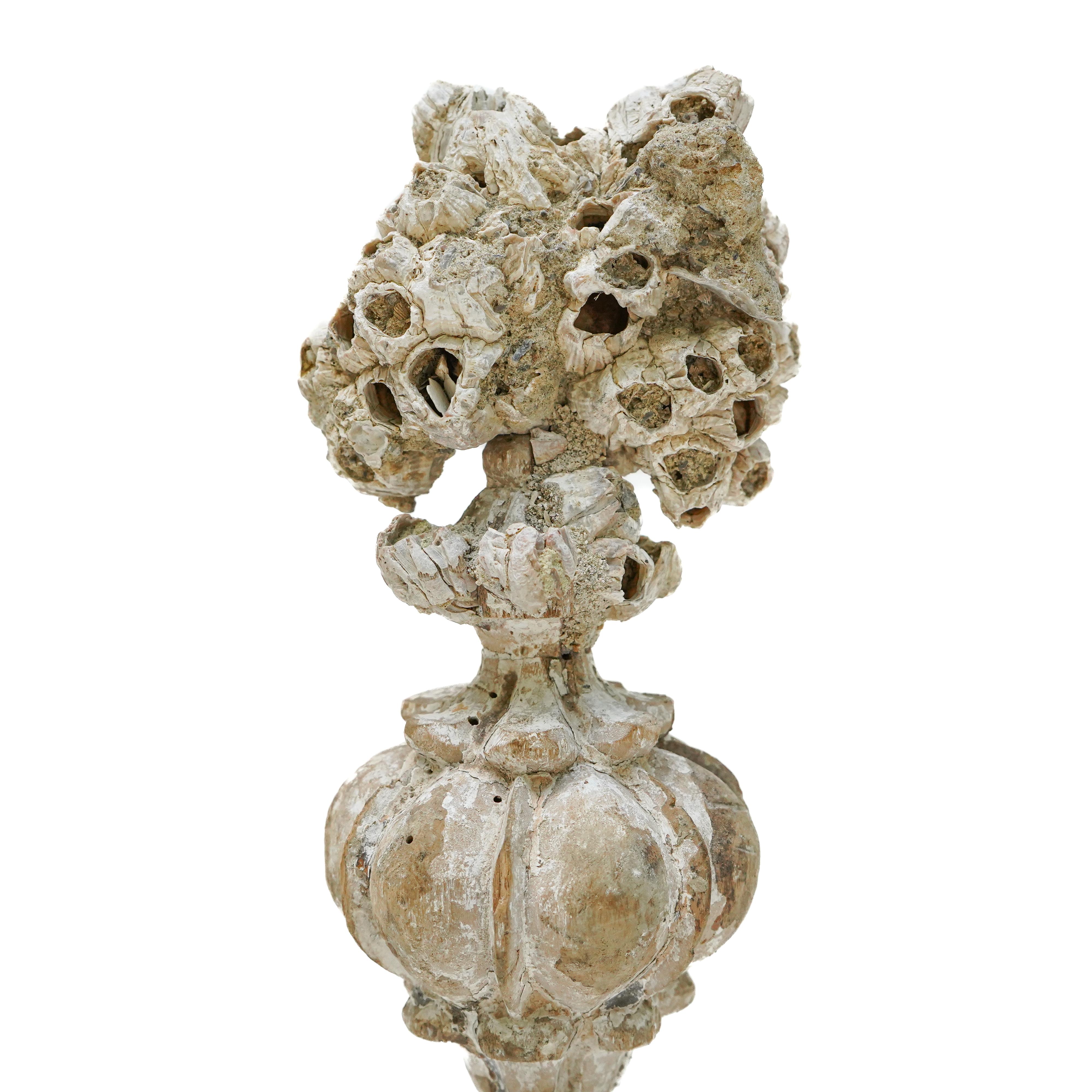 Italienische Vase „Florence Fragment“ aus dem 18. Jahrhundert mit Cluster aus Fossil Barnacle (Versteinertes Holz) im Angebot