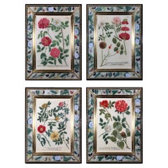 18th Century Johann Weinmann Prints of Roses, Set of Four