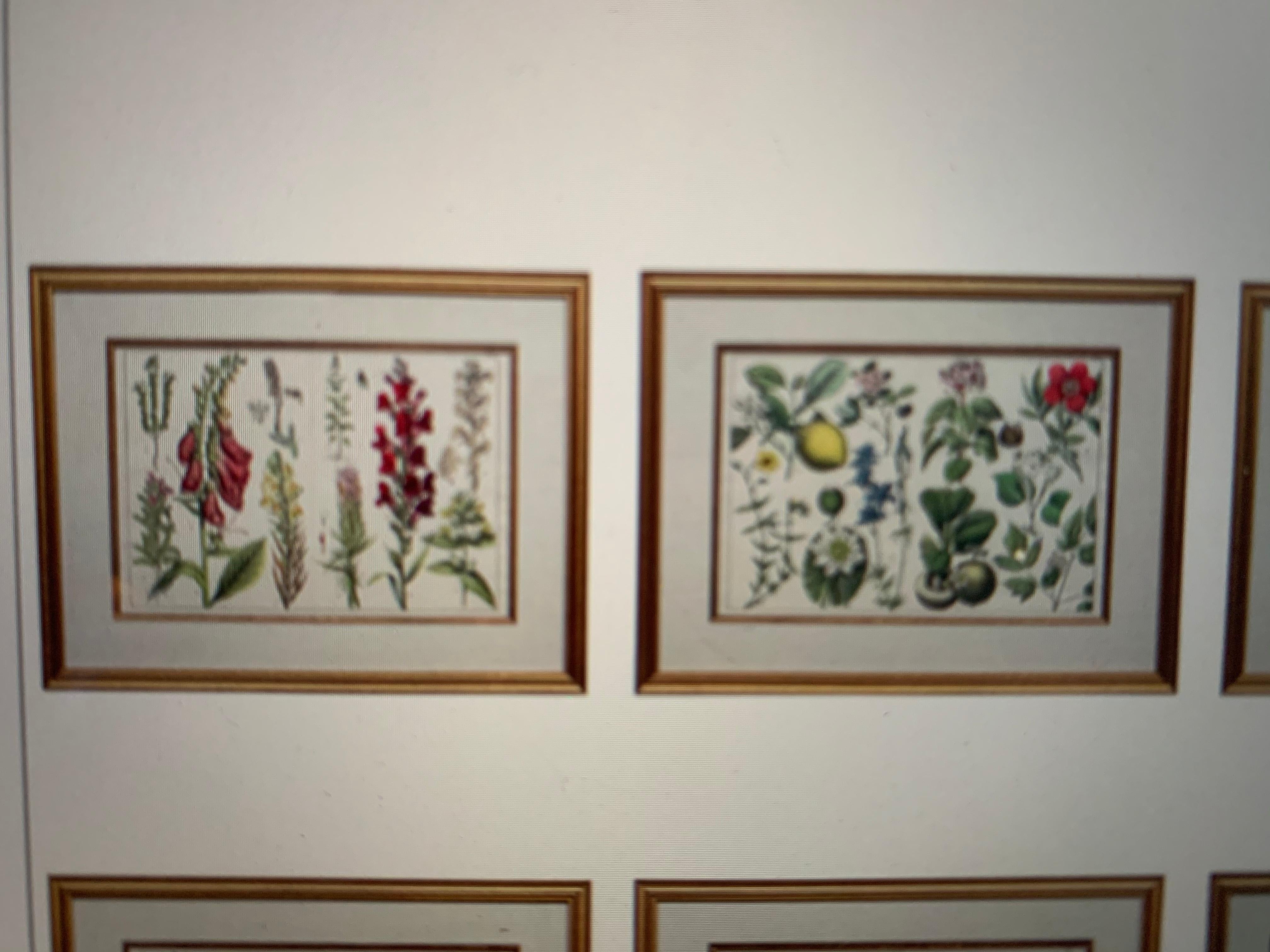 Große handbemalte botanische Lithographie des 18. Jahrhunderts (Englisch) im Angebot