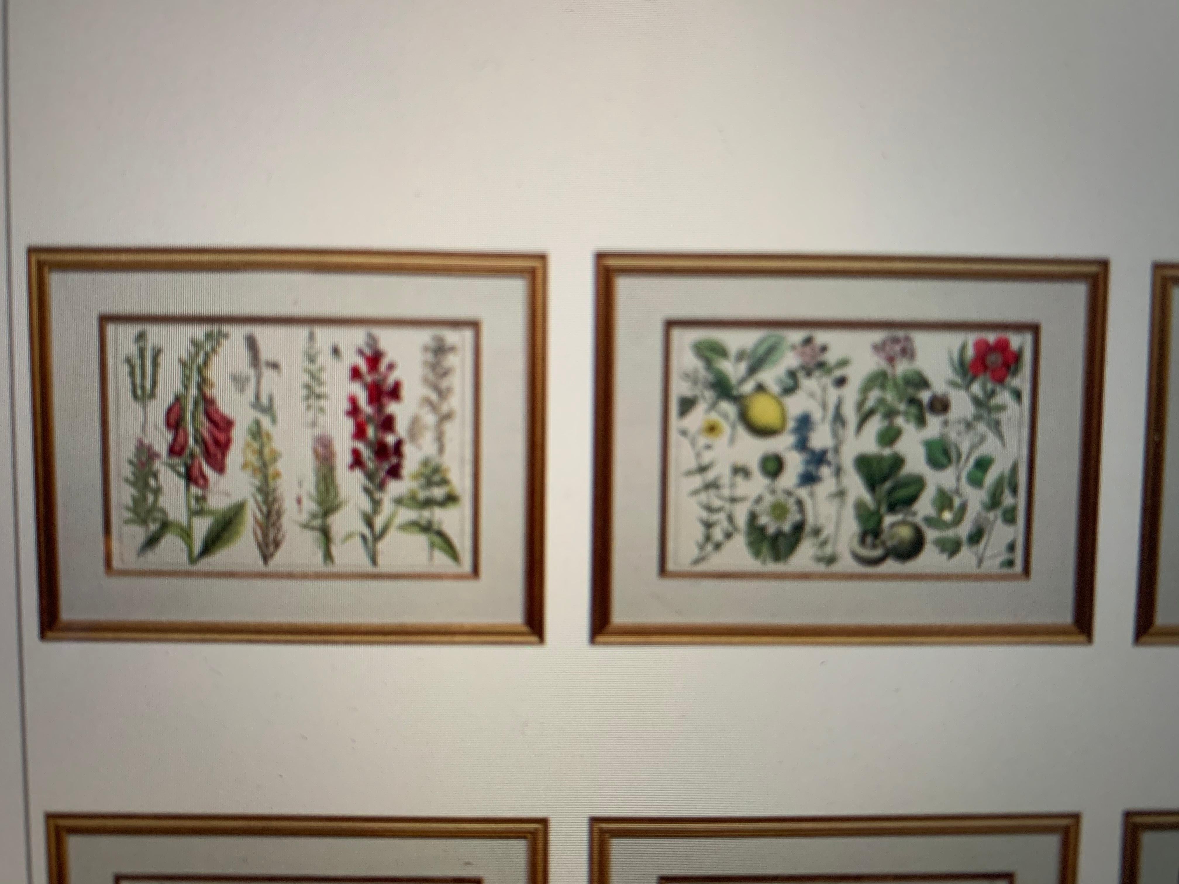 Inglese Litografia botanica di grandi dimensioni dipinta a mano del XVIII secolo in vendita