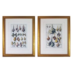 18th-Century Niccolò Gualtieri Large Pair of Engravings of Sea Shells