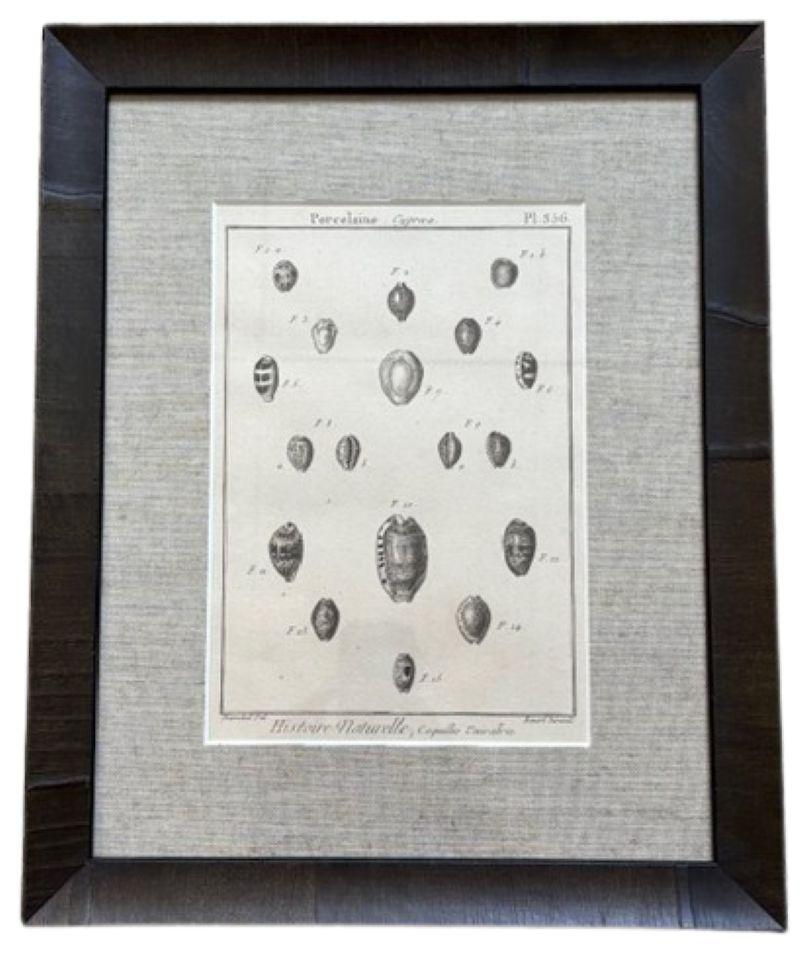 18th Century Pair of Sea Shell Prints, from Lamarck, 1790, engraved prints of seashells from the Histoire Naturelle, the Conchology volume featuring Coquilles Univalves -  in particular Natice, Natica (Moon Snails) and Porcelaine, Cypraea (Cowries).