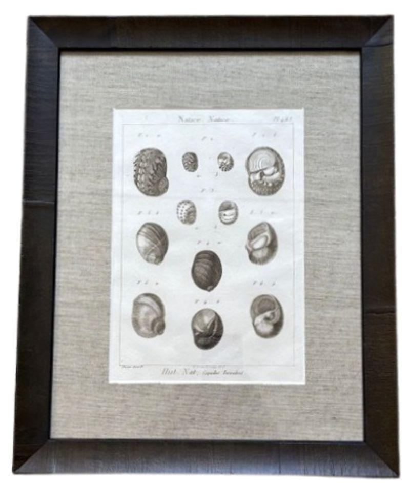 18th Century Pair of Sea Shell Prints by Lamarck Otro en venta