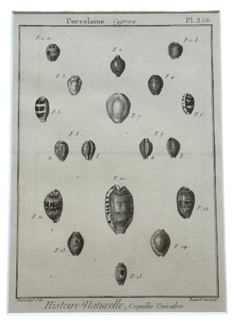 18th Century Pair of Sea Shell Prints by Lamarck Francés en venta