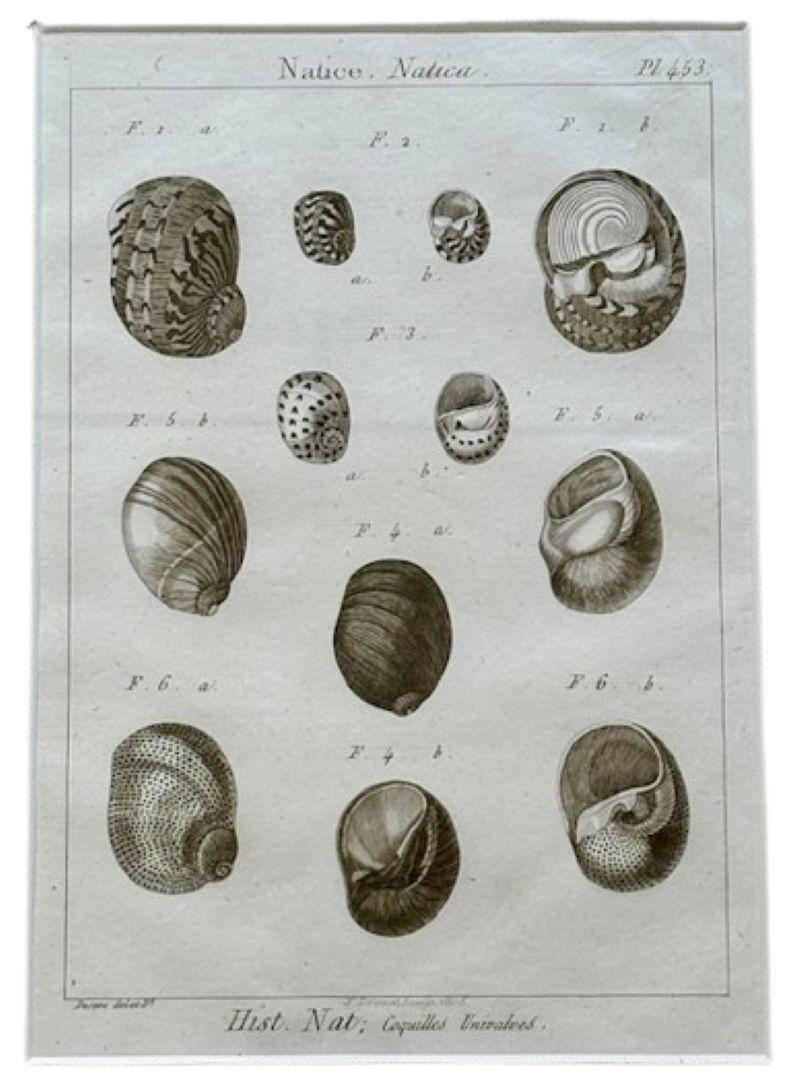 18th Century Pair of Sea Shell Prints by Lamarck Grabado en venta