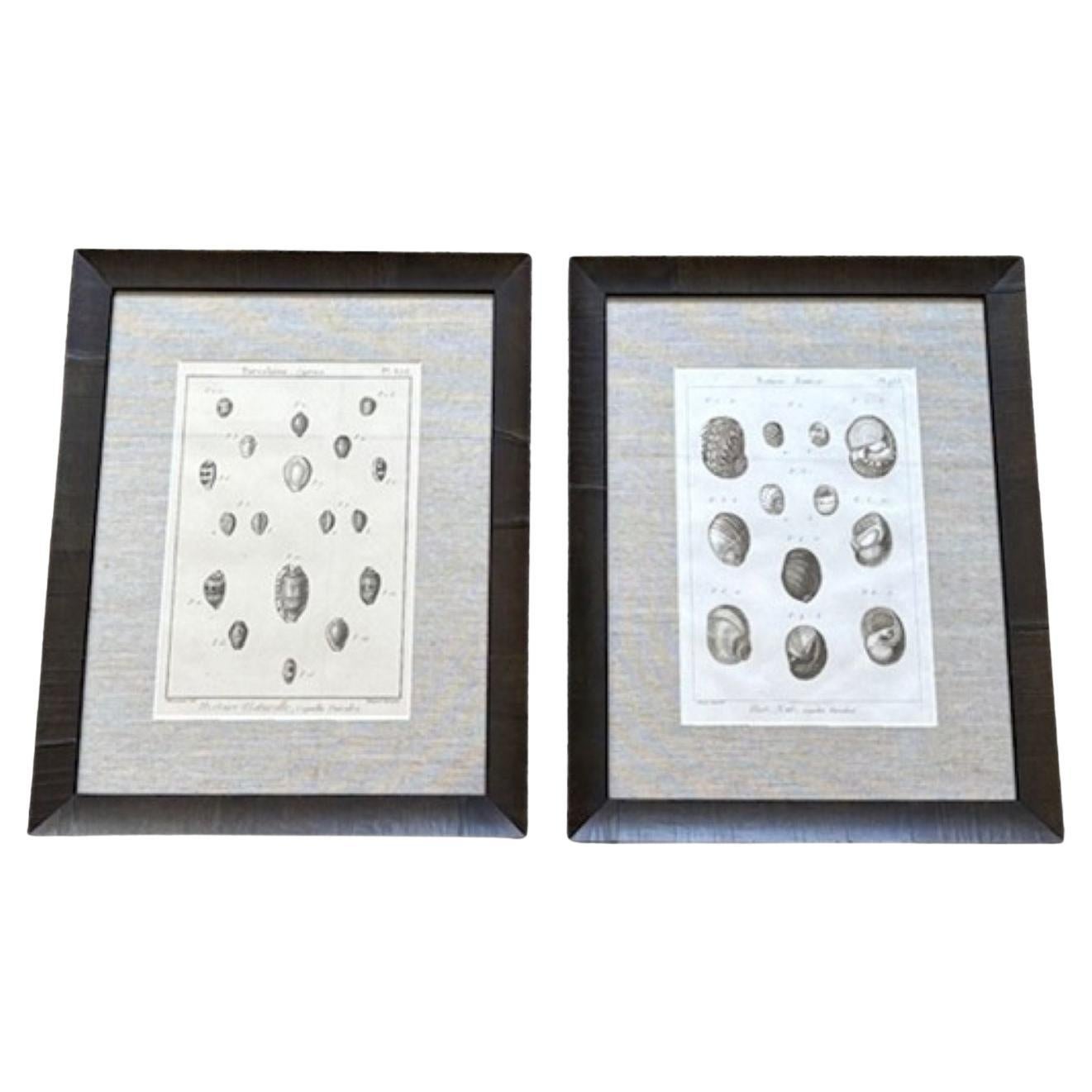 18th Century Pair of Sea Shell Prints by Lamarck