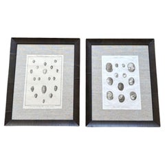 18th Century Pair of Sea Shell Prints by Lamarck Antique 18th Century Pair of Sea Shell Prints by Lamarck