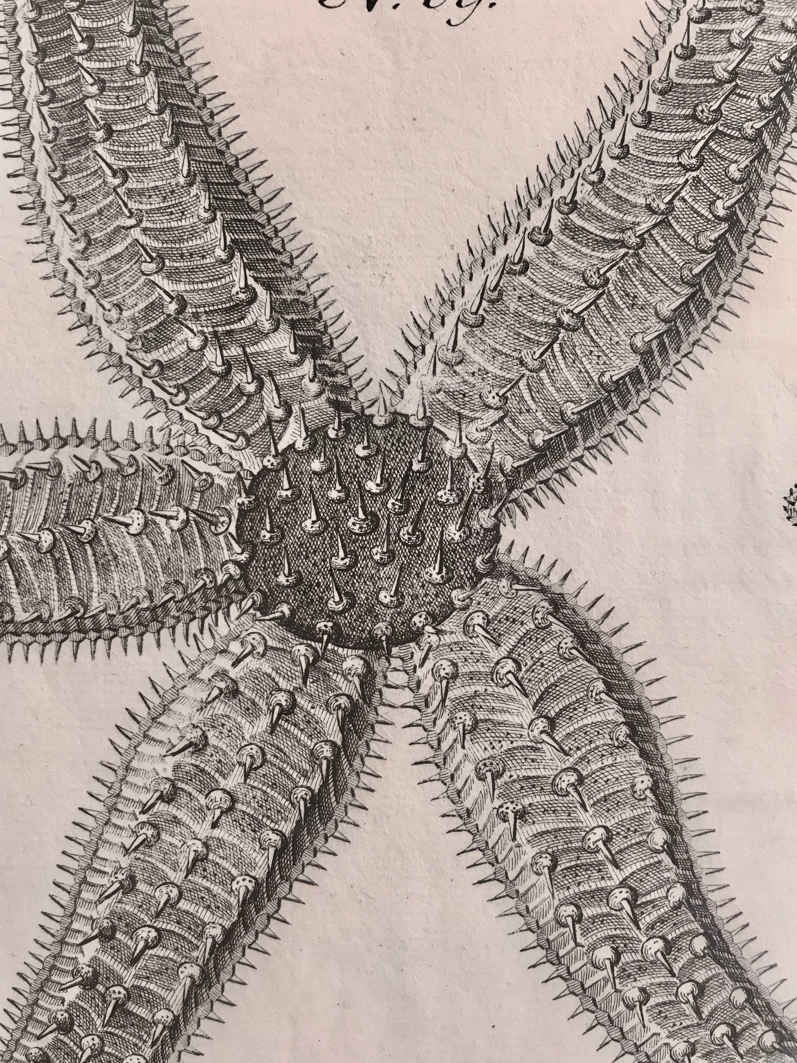 18th Century Rare French Engraving of Sea Star In Excellent Condition For Sale In Boston, MA
