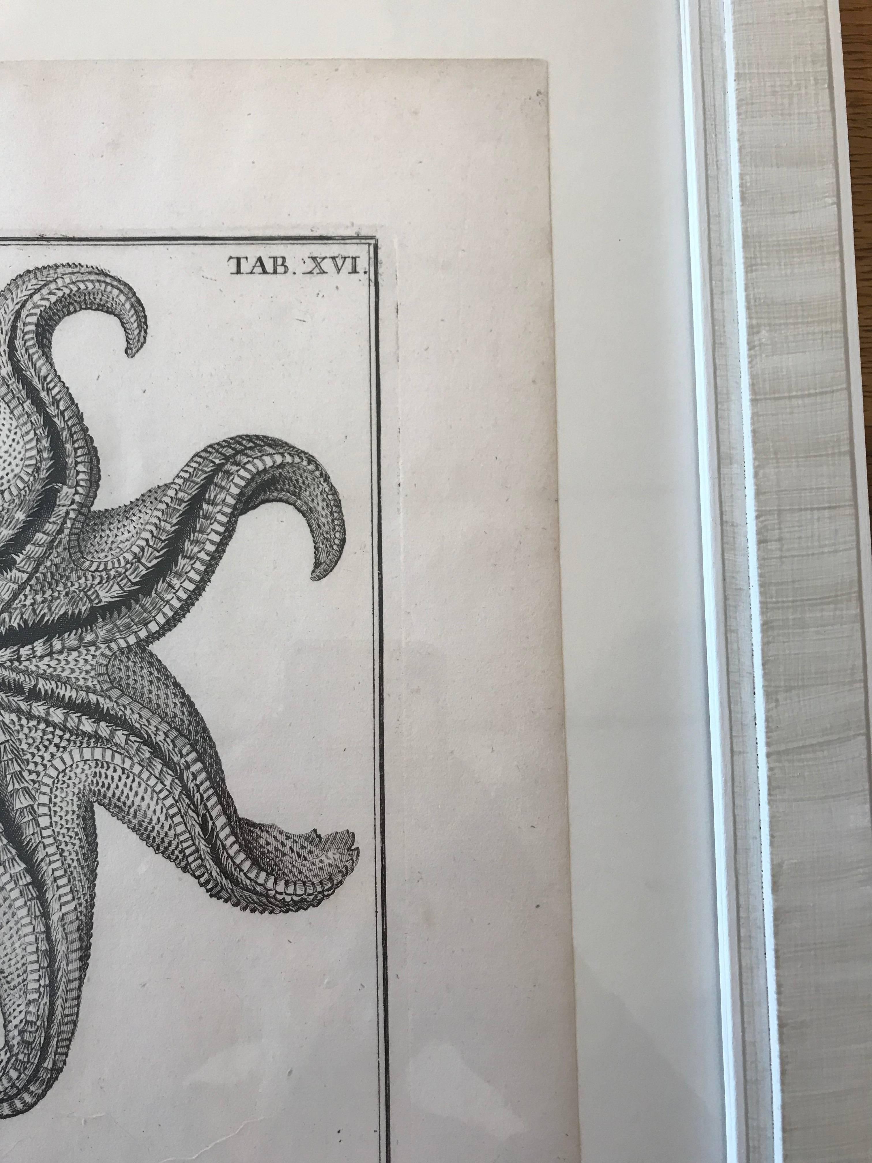 18th Century Rare French Engraving of Sea Star In Excellent Condition For Sale In Boston, MA