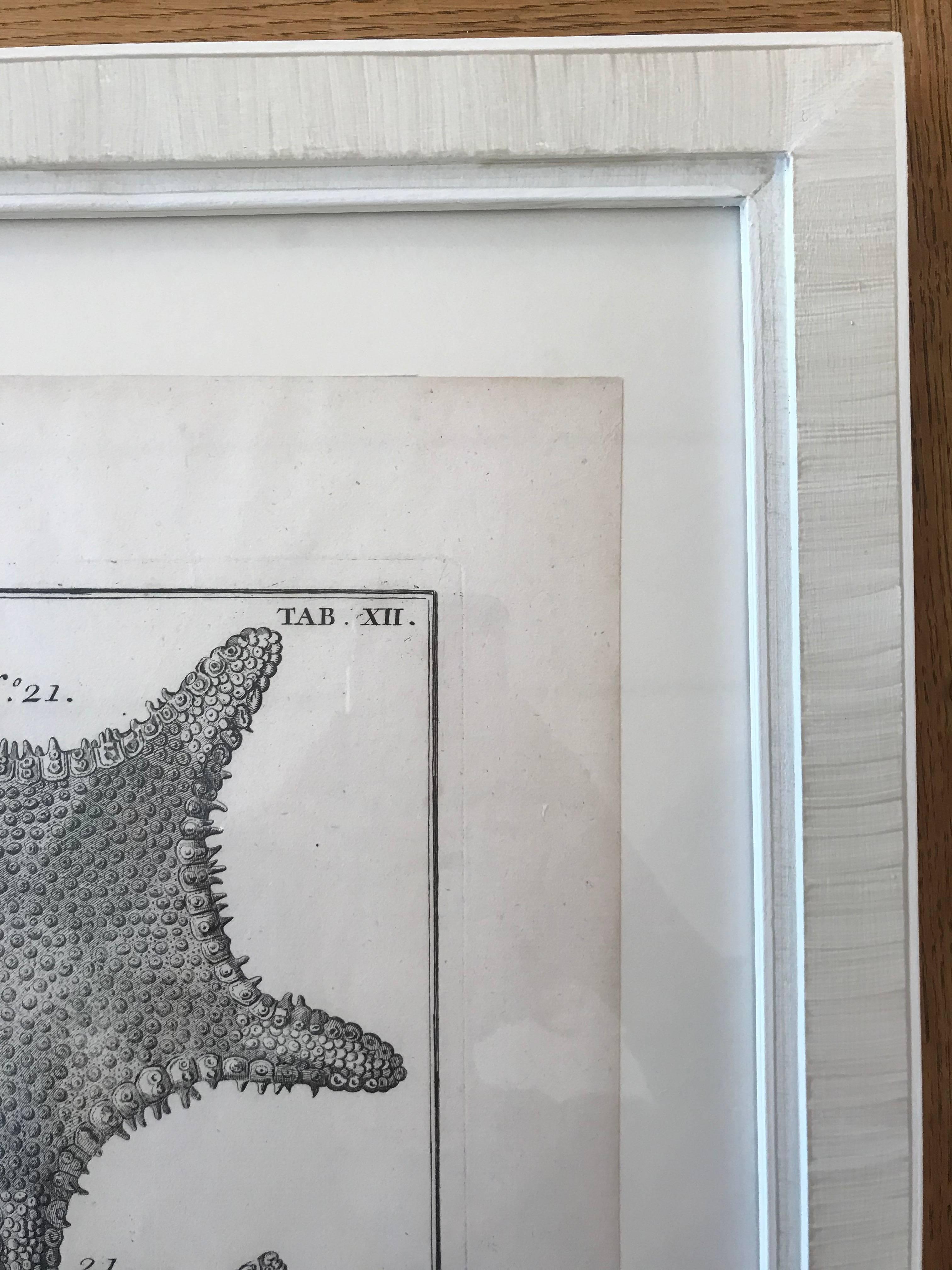 18th Century Rare French Engraving of Sea Star In Excellent Condition In Boston, MA