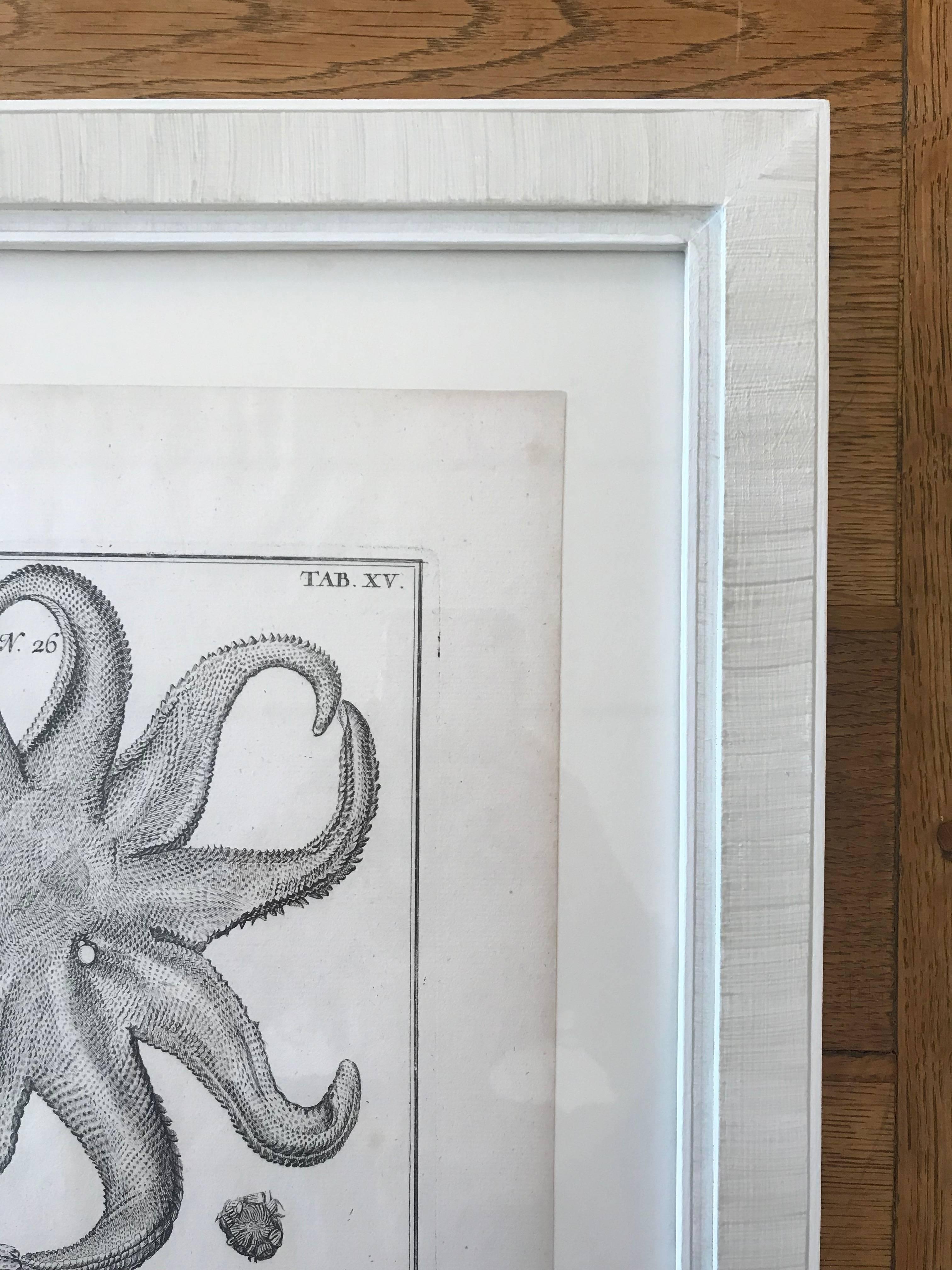 18th Century Rare French Engraving of Sea Star In Excellent Condition In Boston, MA