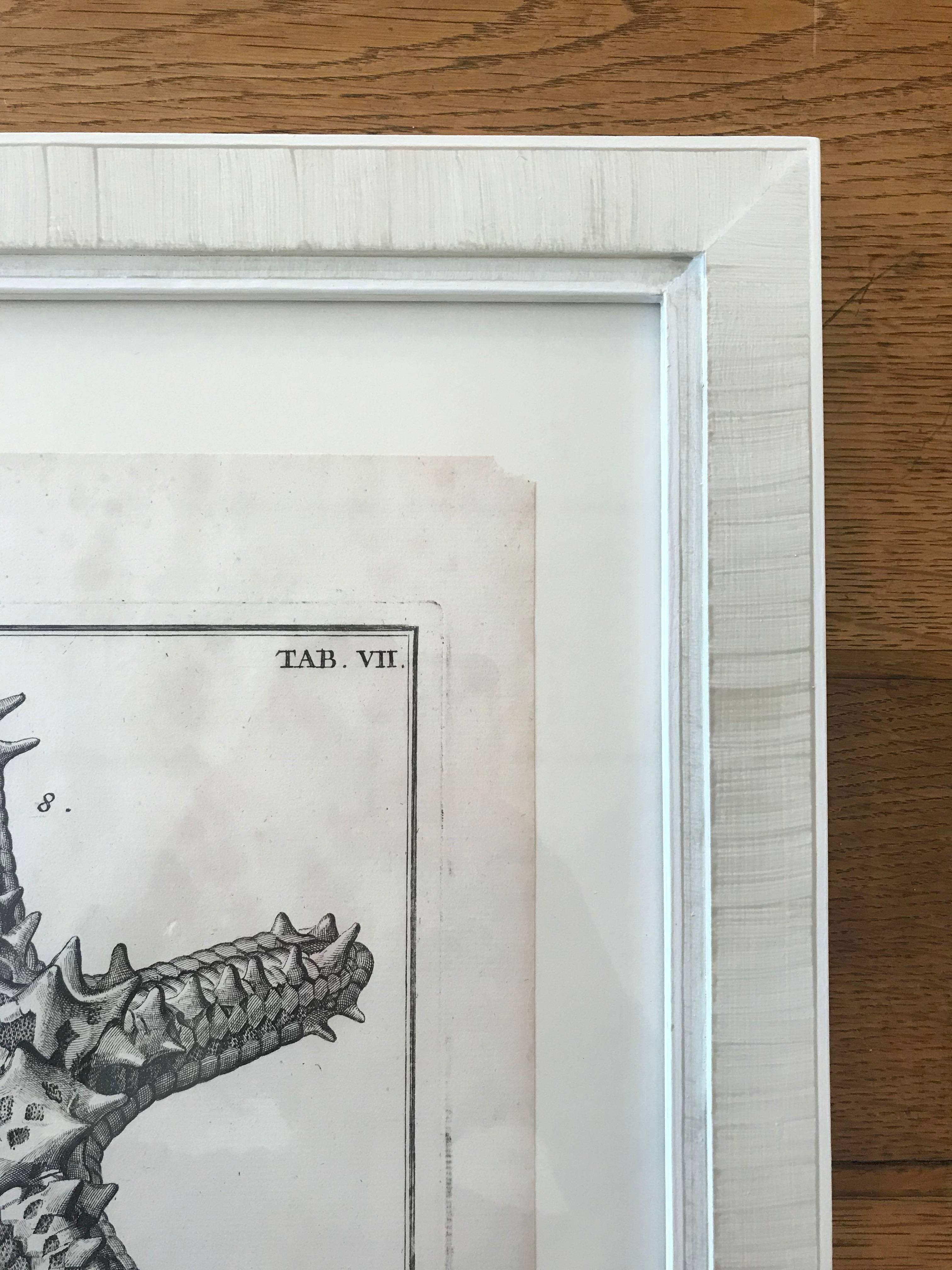 18th Century Rare French Engraving of Sea Star In Excellent Condition For Sale In Boston, MA