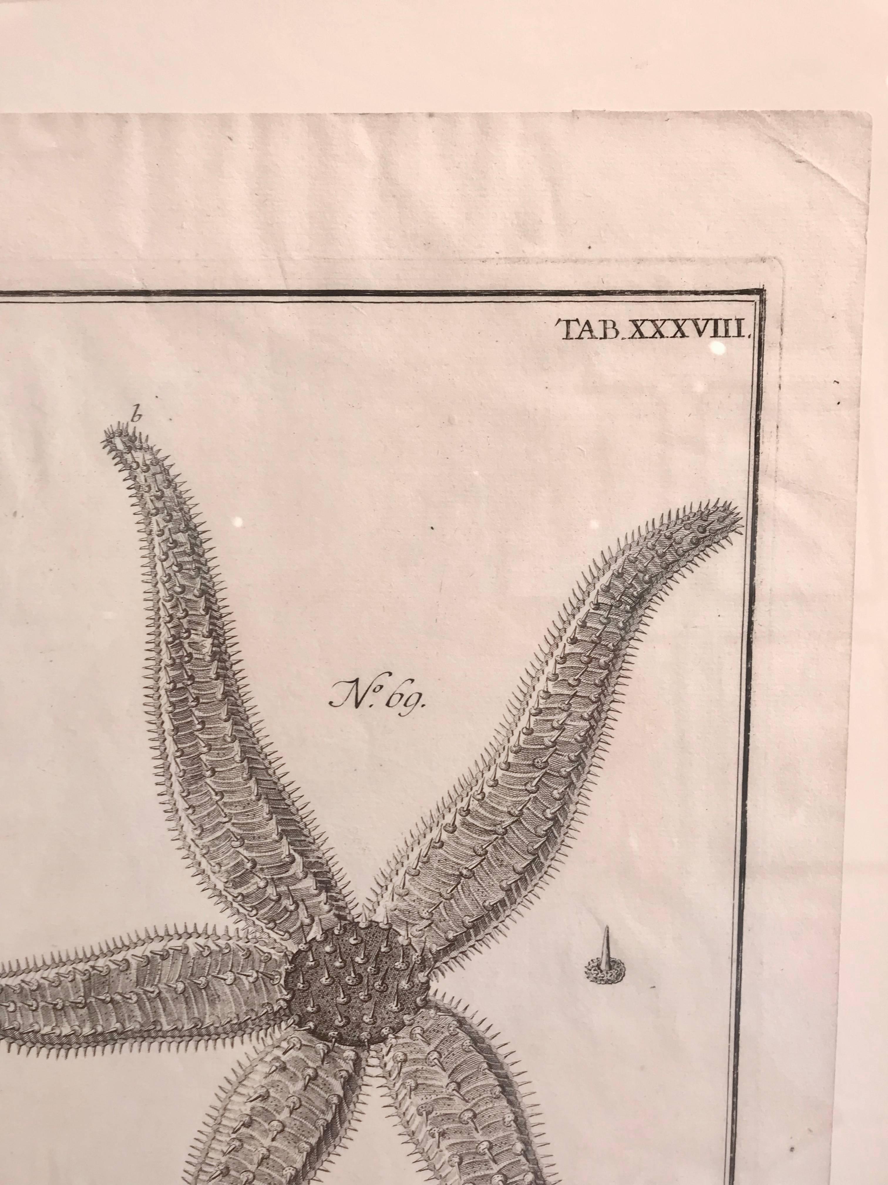 18th Century and Earlier 18th Century Rare French Engraving of Sea Star For Sale