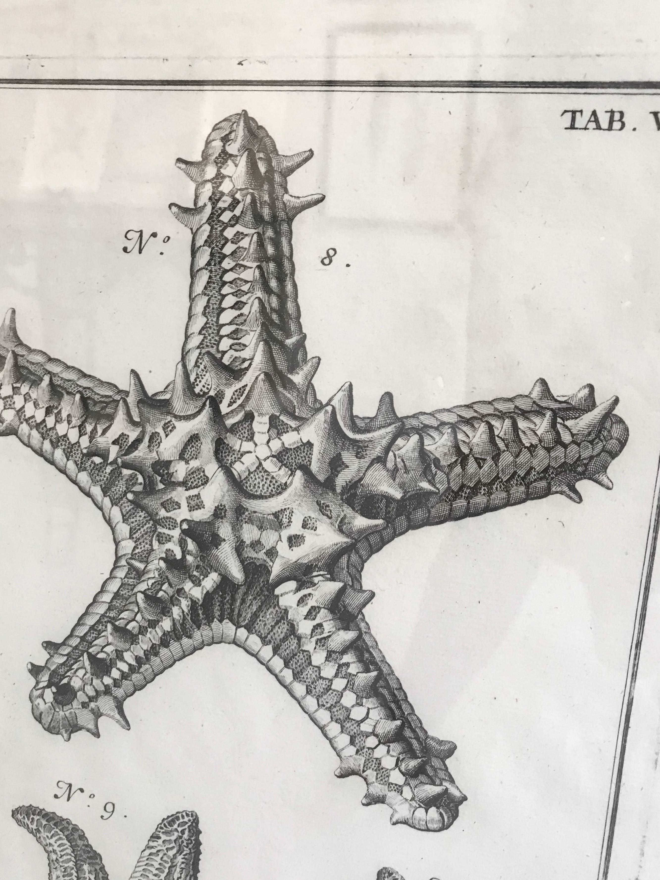 18th Century and Earlier 18th Century Rare French Engraving of Sea Star For Sale