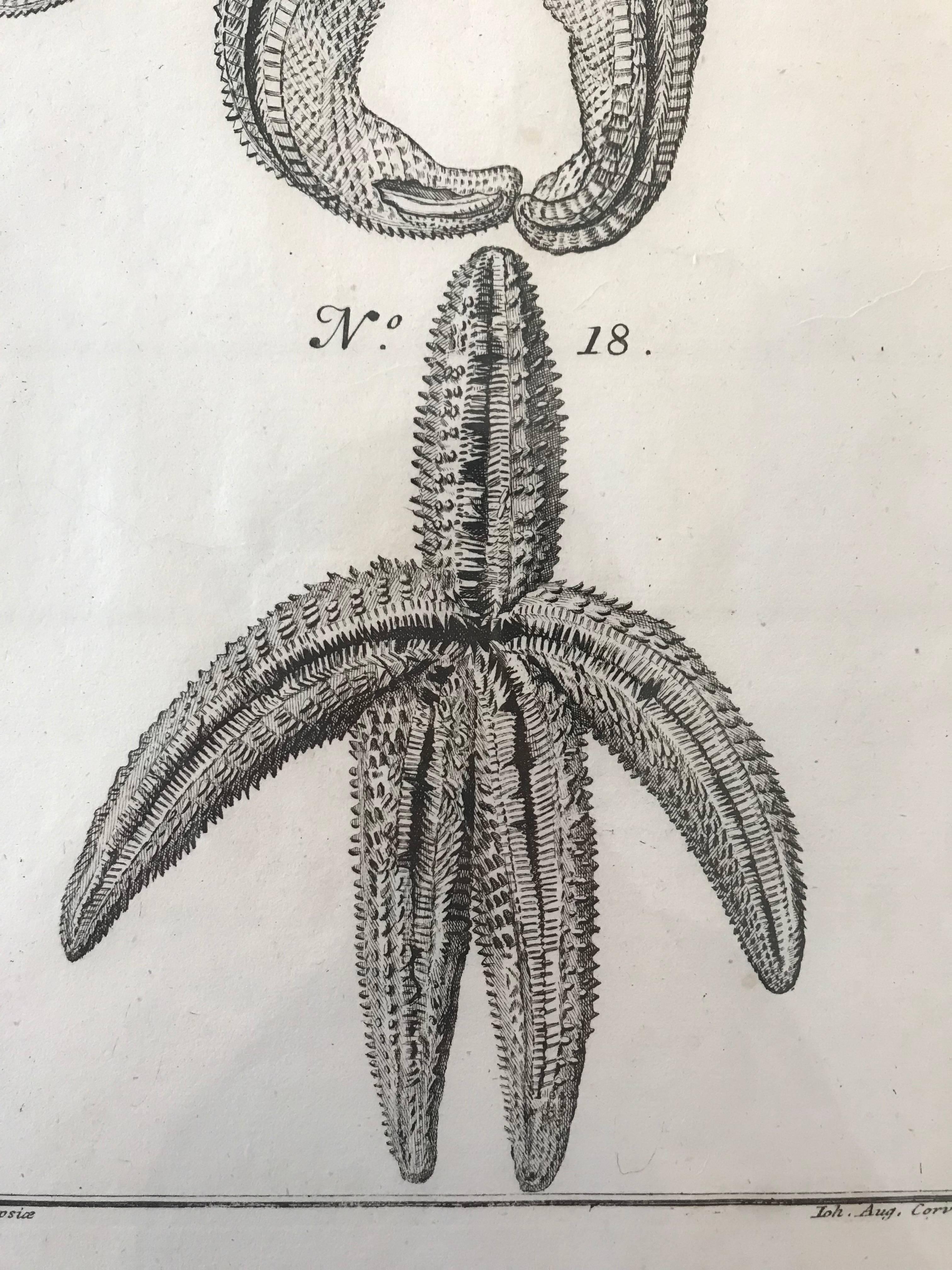 Glass 18th Century Rare French Engraving of Sea Star For Sale