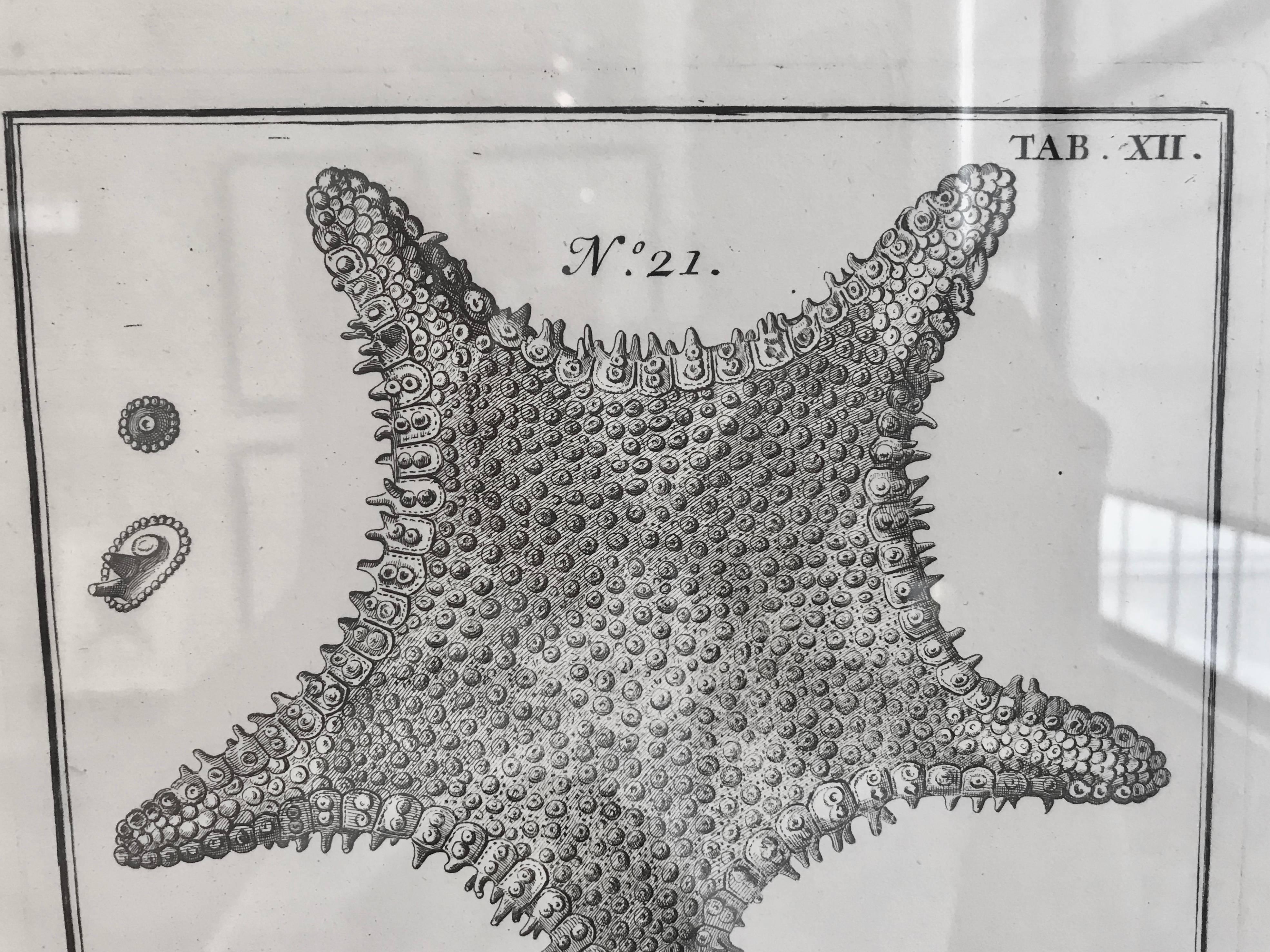 Glass 18th Century Rare French Engraving of Sea Star