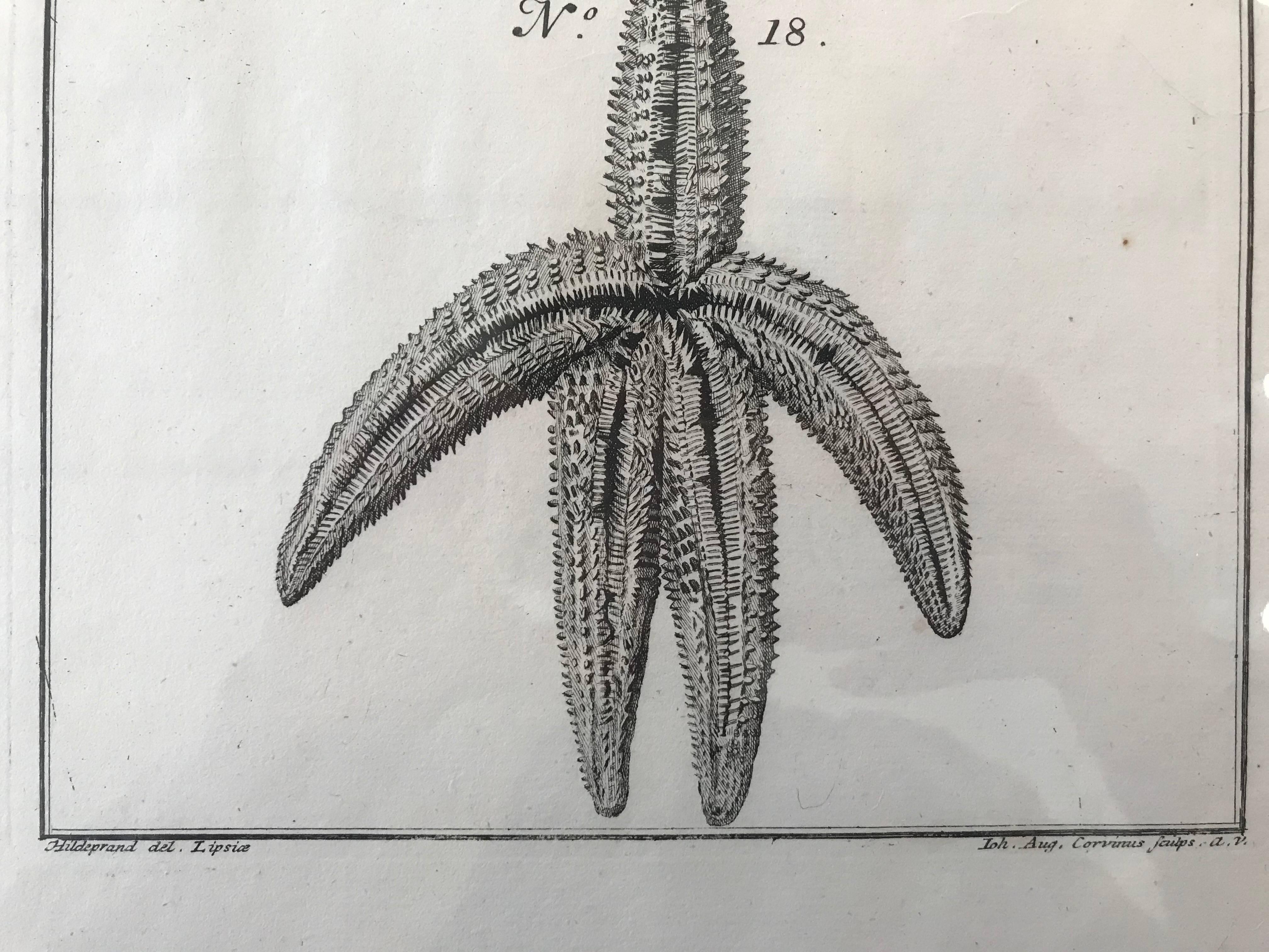 18th Century Rare French Engraving of Sea Star For Sale 1