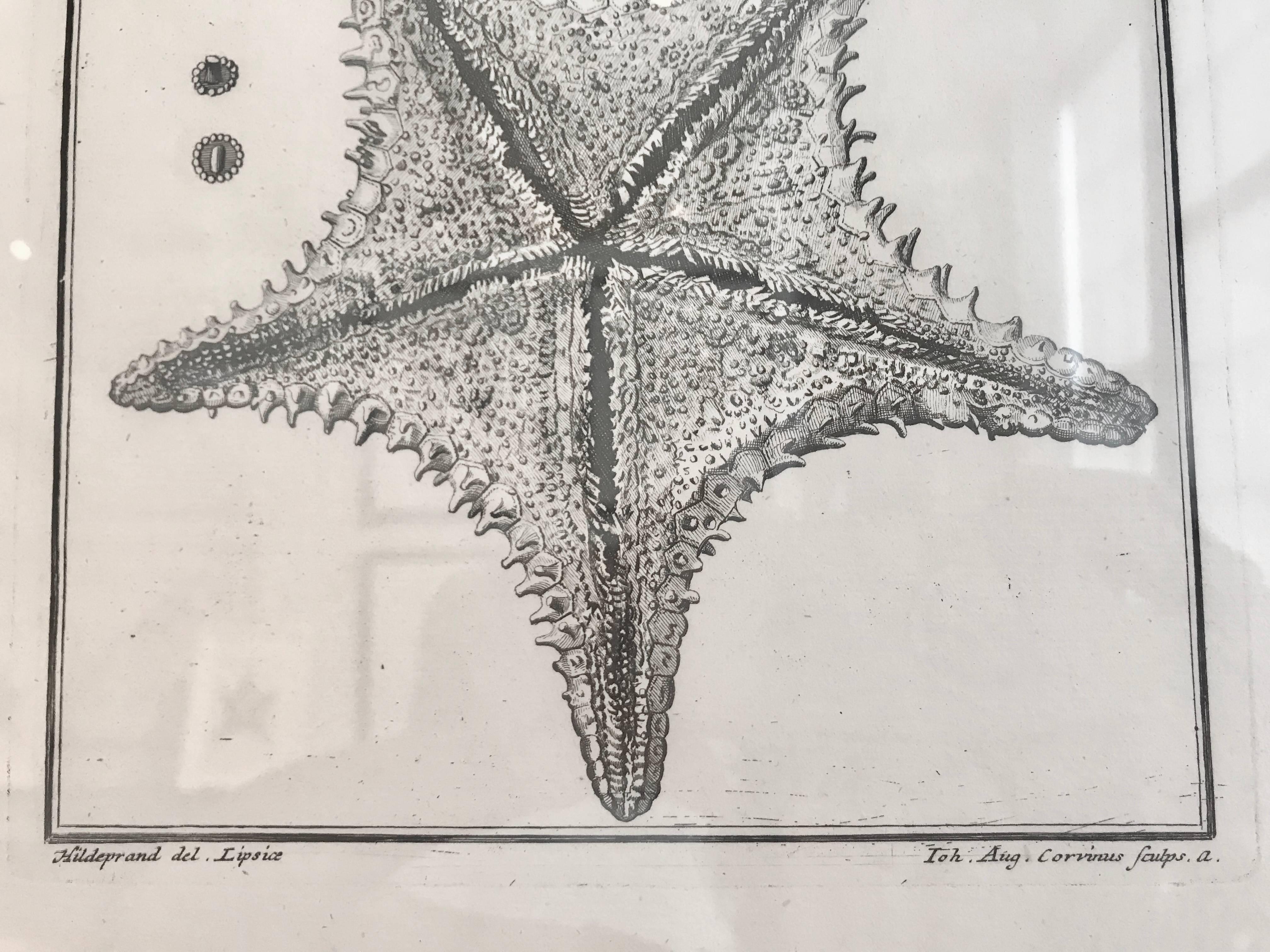 18th Century Rare French Engraving of Sea Star 1
