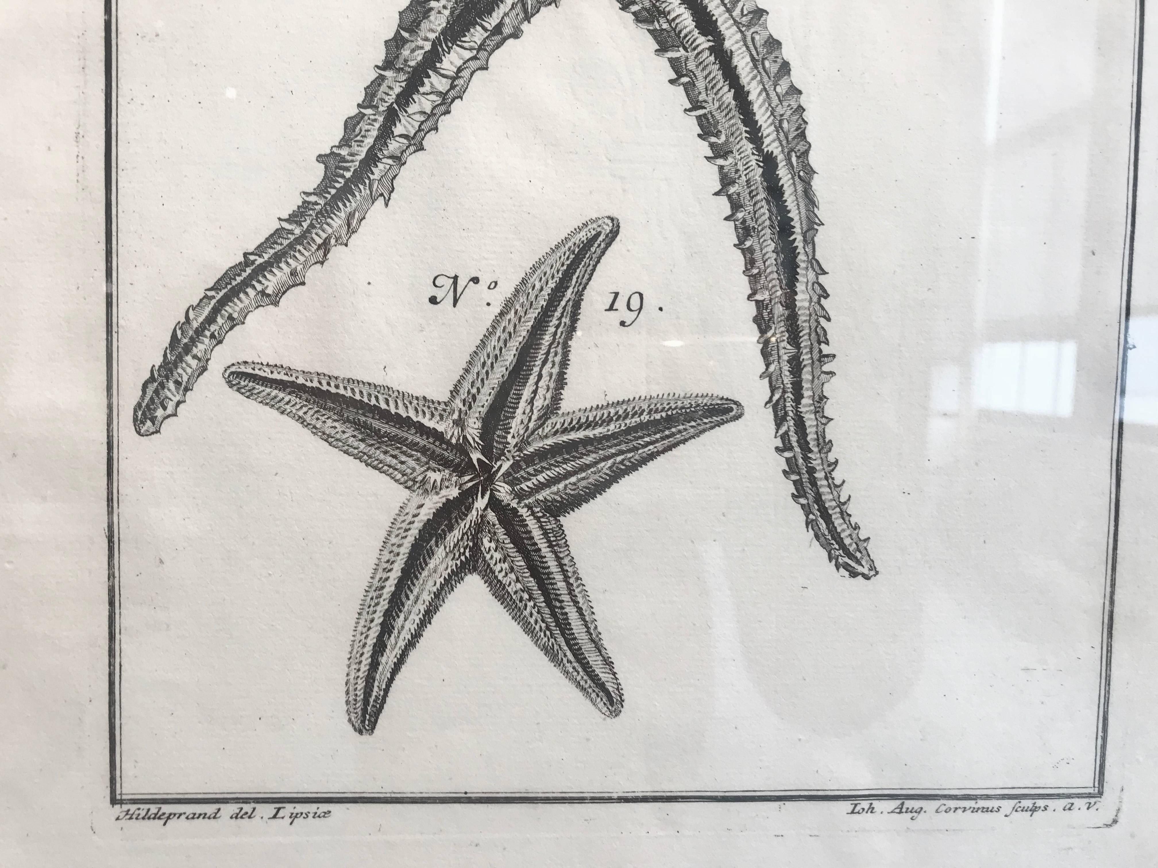 18th Century Rare French Engraving of Sea Star For Sale 1