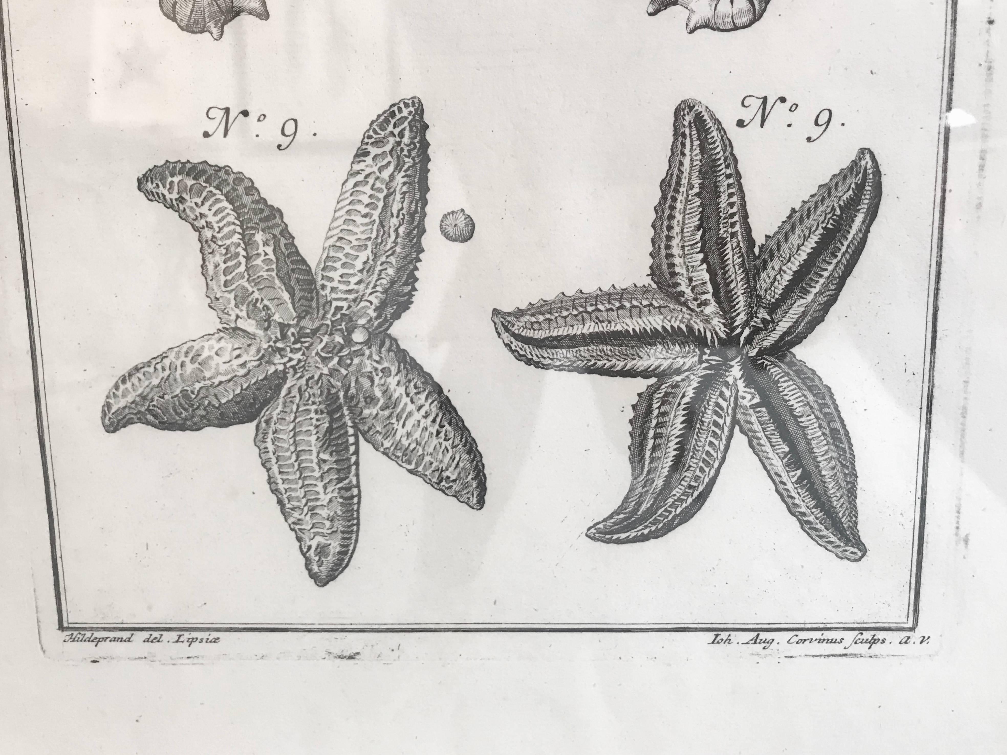 18th Century Rare French Engraving of Sea Star For Sale 1