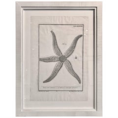 18th Century Rare French Engraving of Sea Star