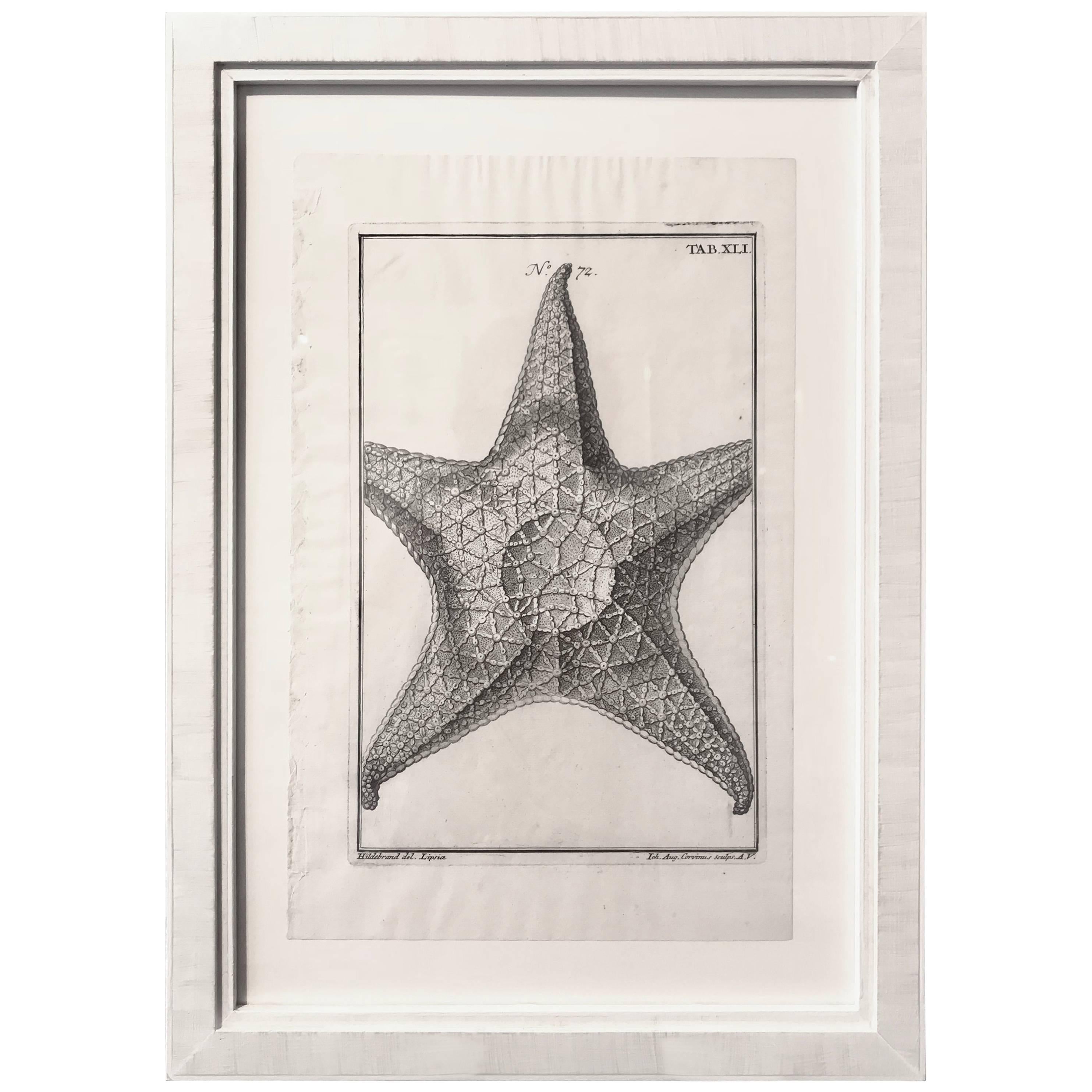 18th Century Rare French Engraving of Sea Star For Sale