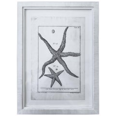 18th Century Rare French Engraving of Sea Star