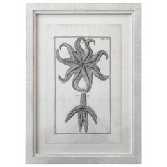 18th Century Rare French Engraving of Sea Star