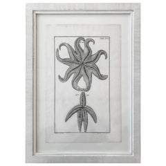 Antique 18th Century Rare French Engraving of Sea Star