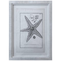 18th Century Rare French Engraving of Sea Star Antique 18th Century Rare French Engraving of Sea Star
