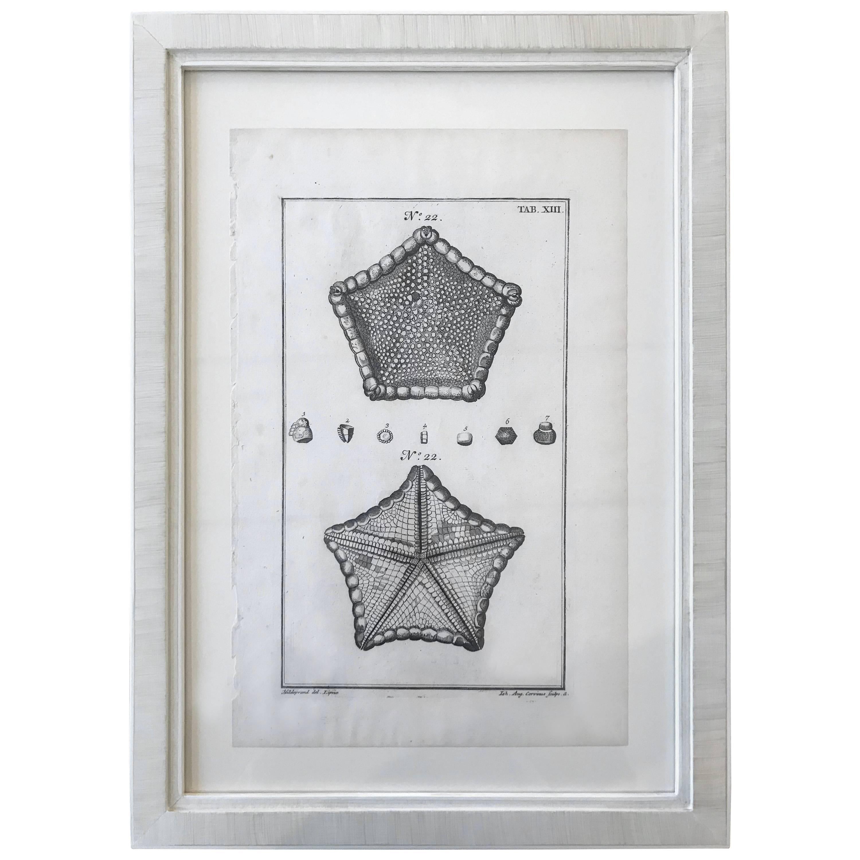18th Century Rare French Engraving of Sea Star For Sale
