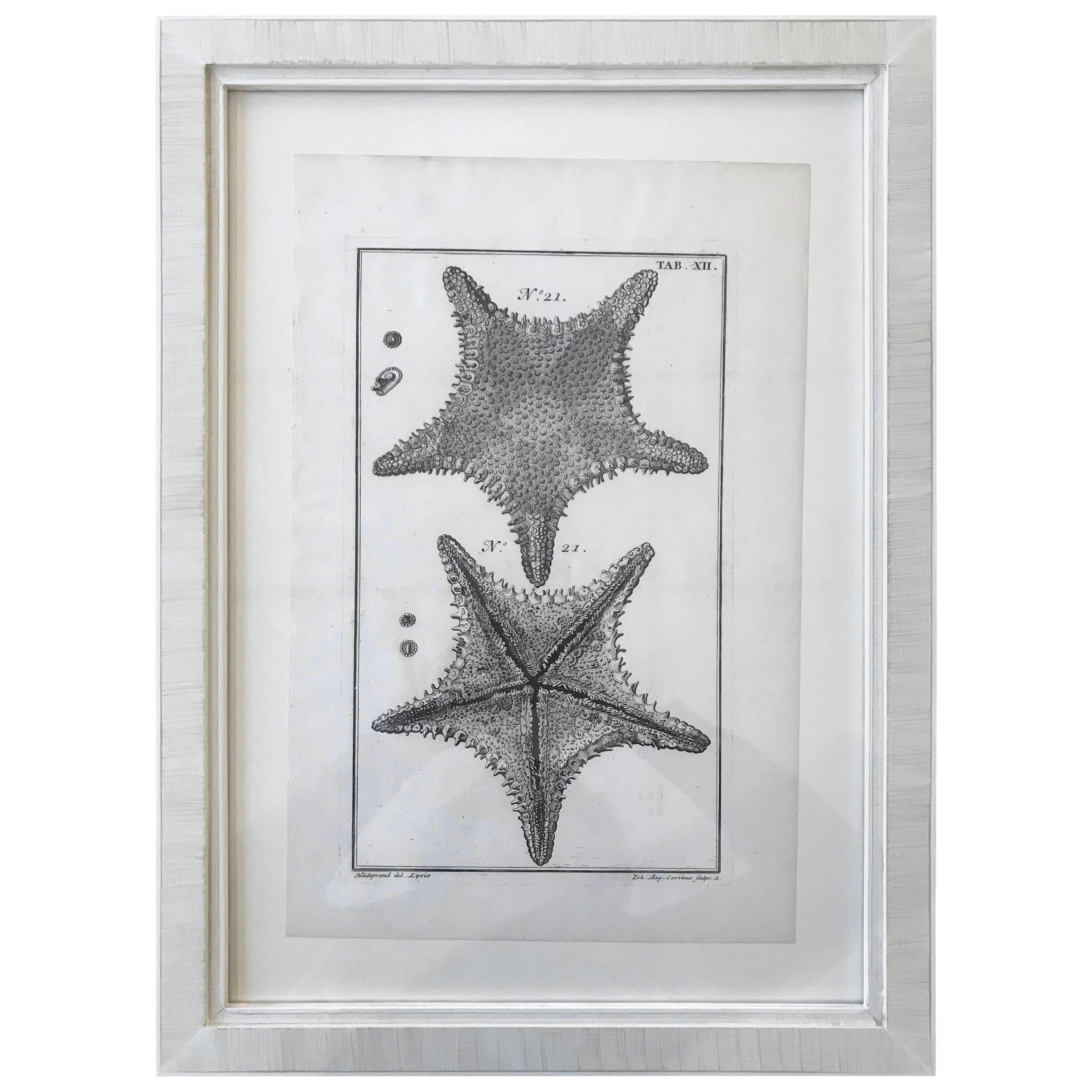 18th Century Rare French Engraving of Sea Star