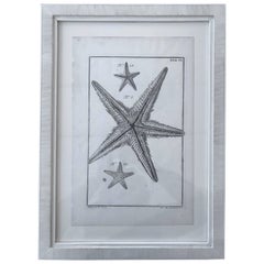 Antique 18th Century Rare French Engraving of Sea Star