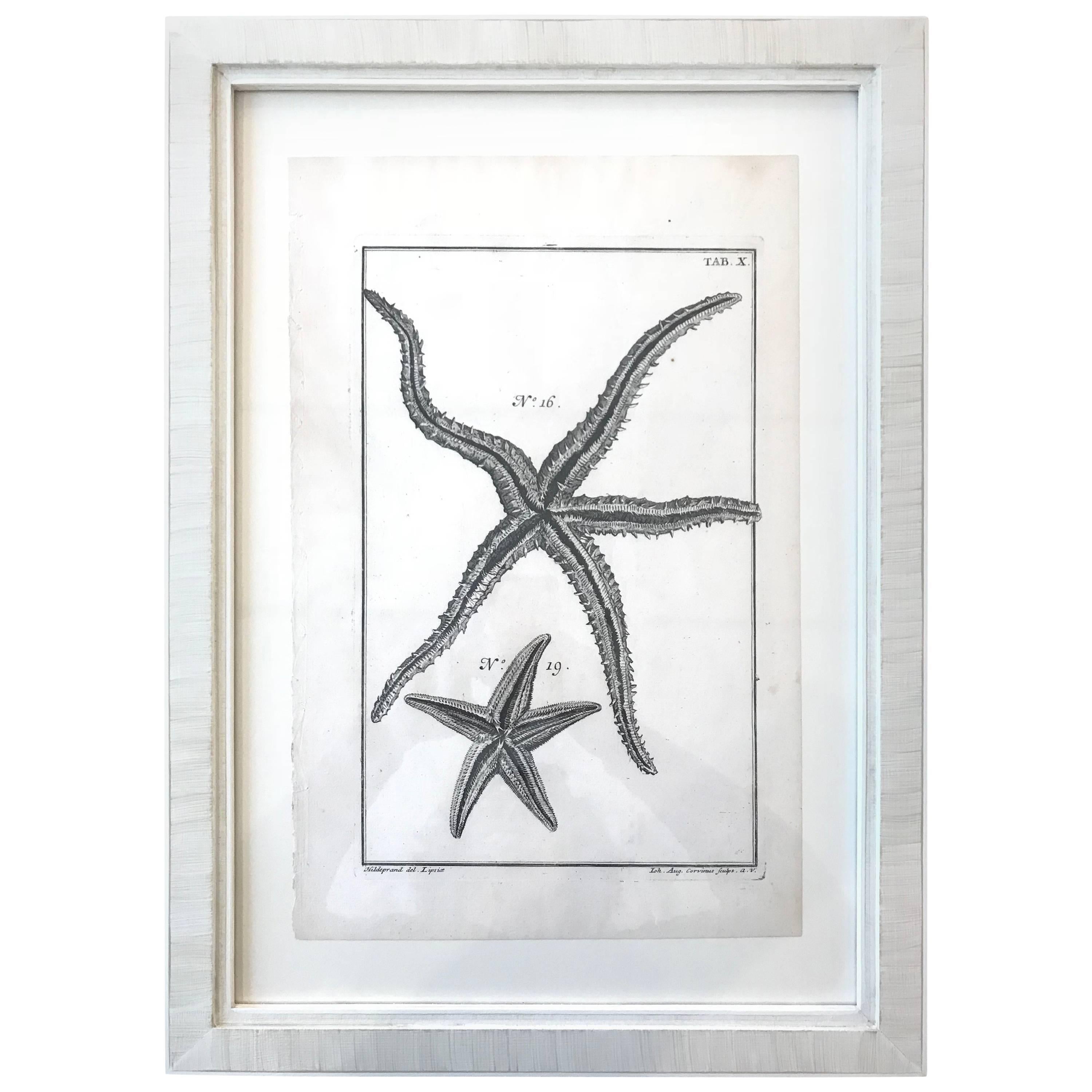 18th Century Rare French Engraving of Sea Star For Sale