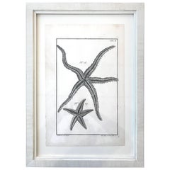 18th Century Rare French Engraving of Sea Star