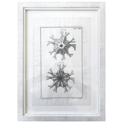 18th Century Rare French Engraving of Sea Star Antique 18th Century Rare French Engraving of Sea Star