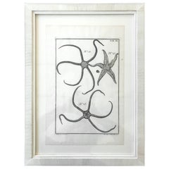 Antique 18th Century Rare French Engraving of Sea Star