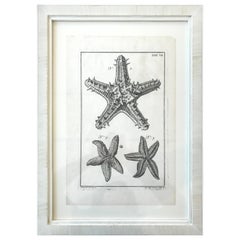 Antique 18th Century Rare French Engraving of Sea Star