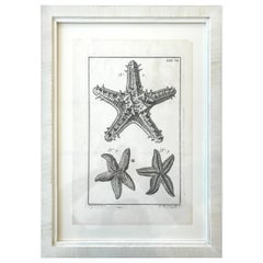 18th Century Rare French Engraving of Sea Star