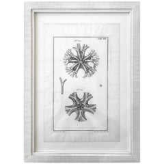 Antique 18th Century Rare French Engraving of Sea Star
