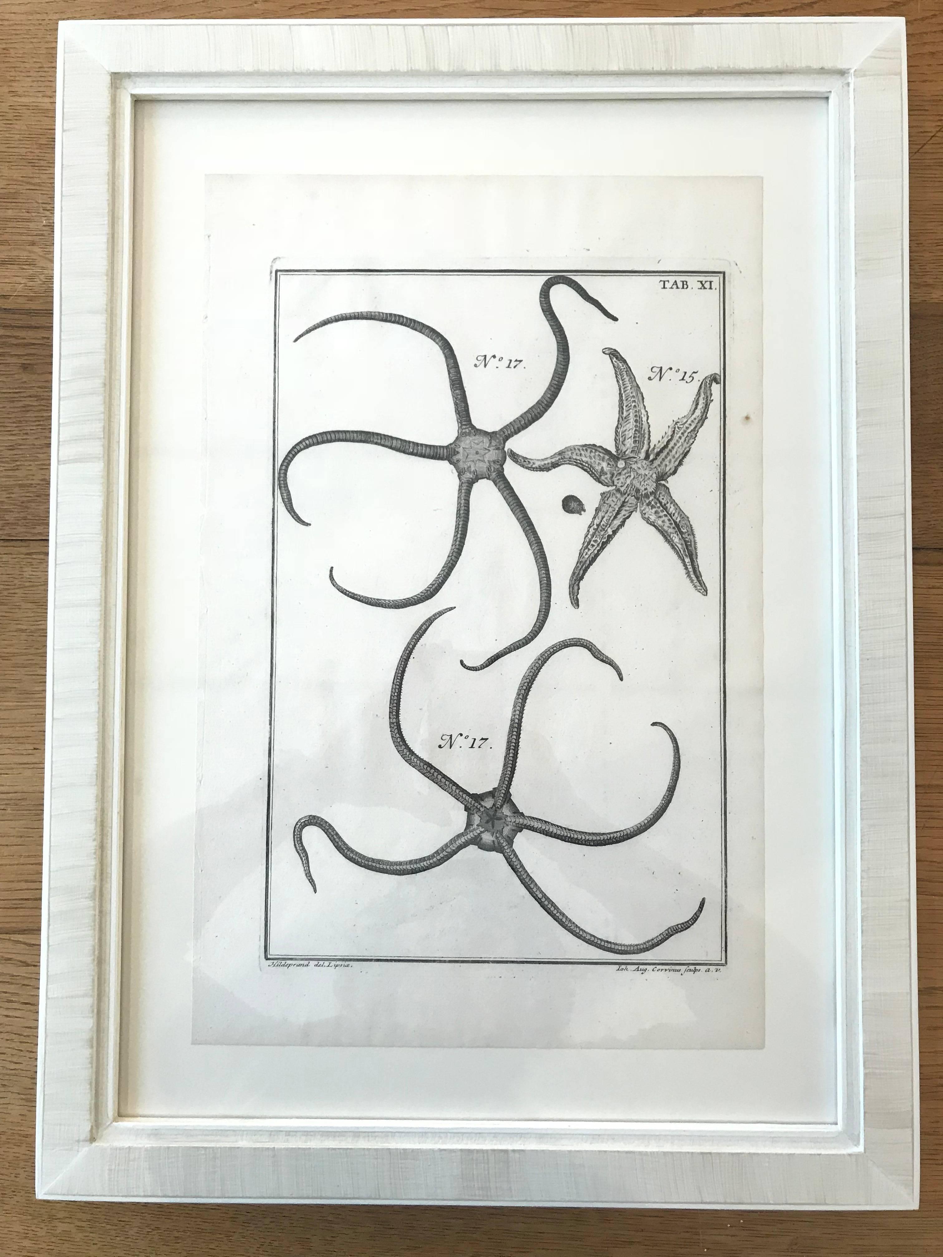 18th Century and Earlier 18th Century Rare French Engravings of Sea Star For Sale