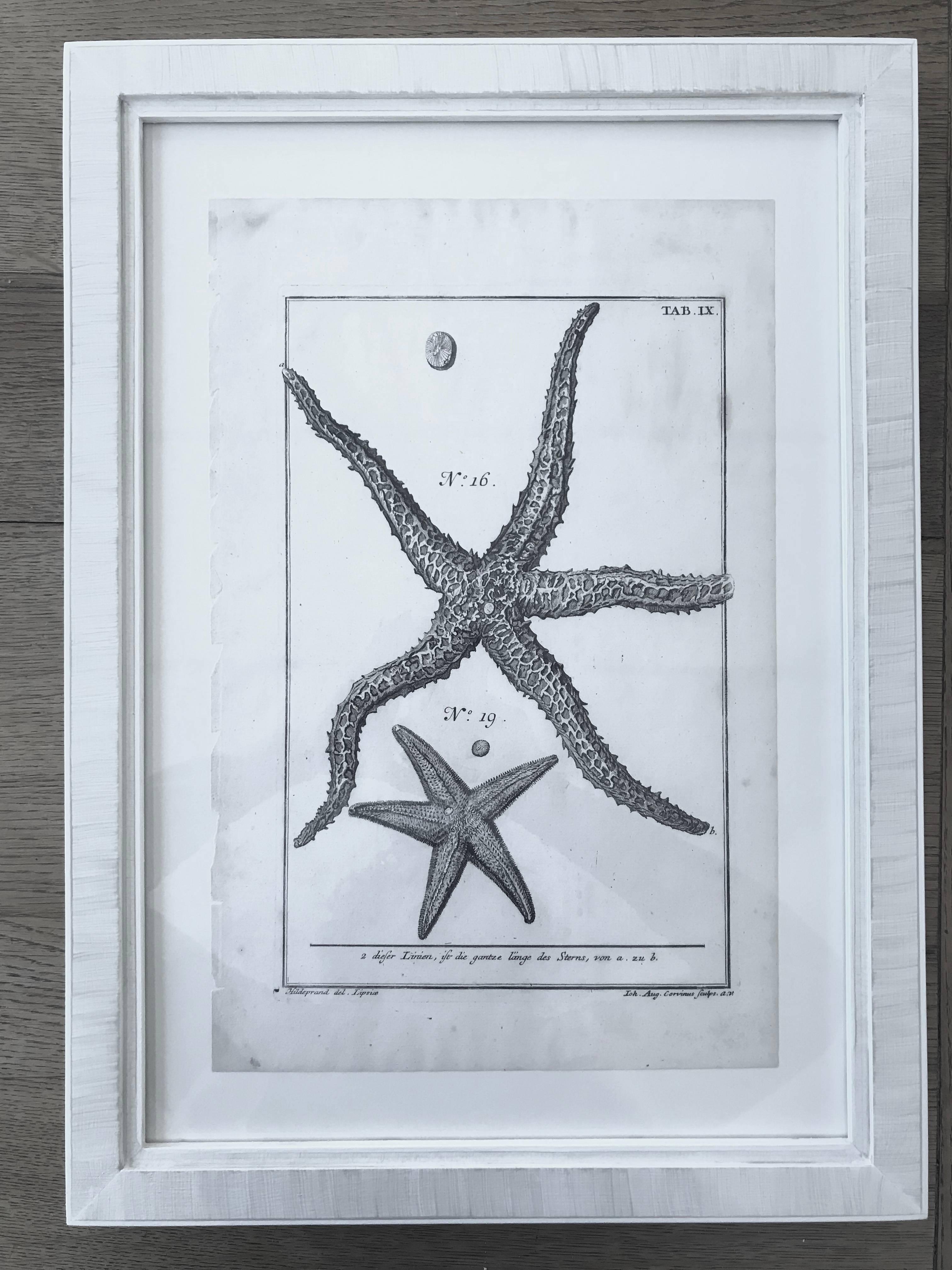 18th Century Rare French Engravings of Sea Star In Excellent Condition For Sale In Boston, MA