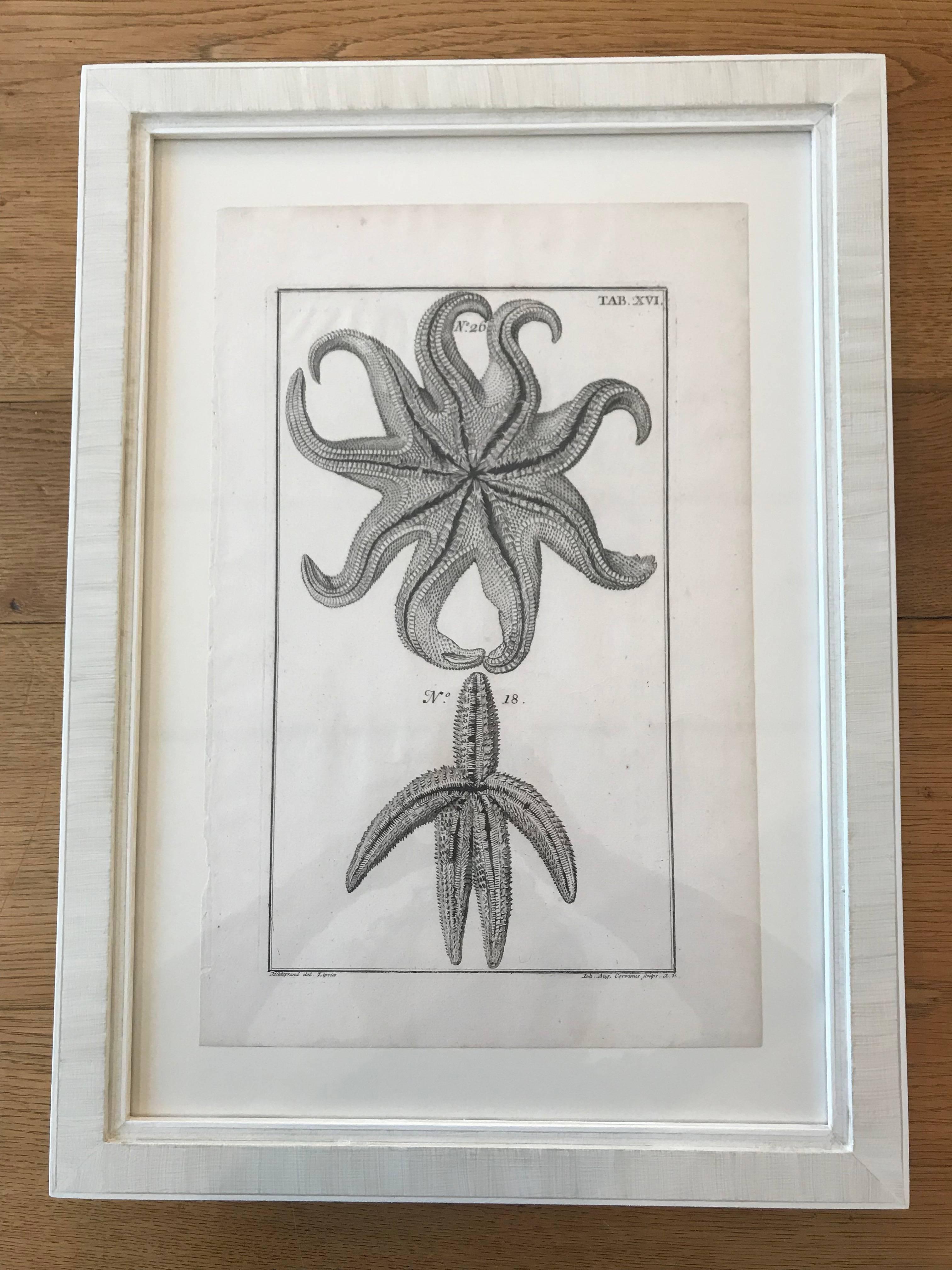 18th Century Rare French Engravings of Sea Star For Sale 1