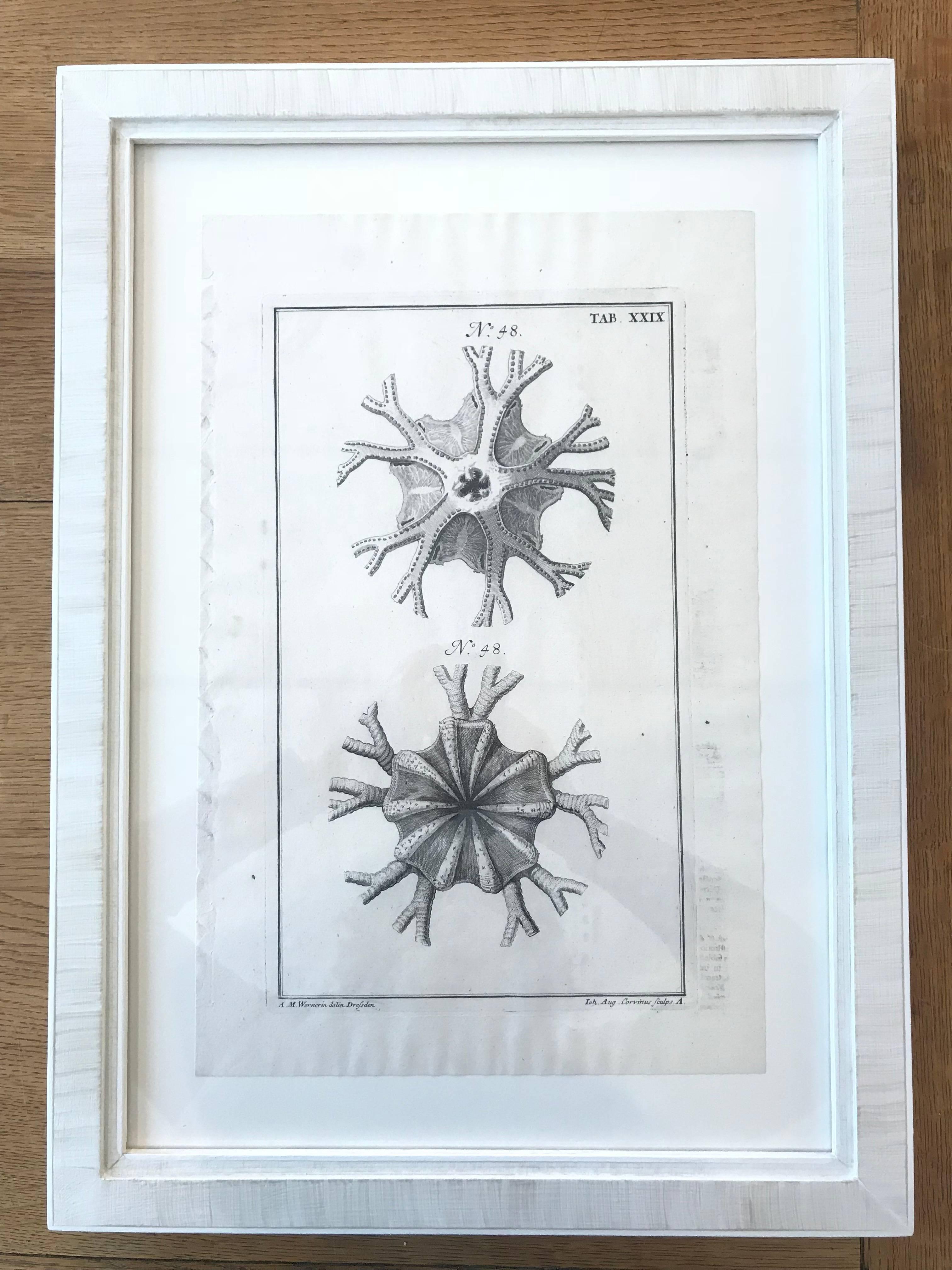 Glass 18th Century Rare French Engravings of Sea Star For Sale