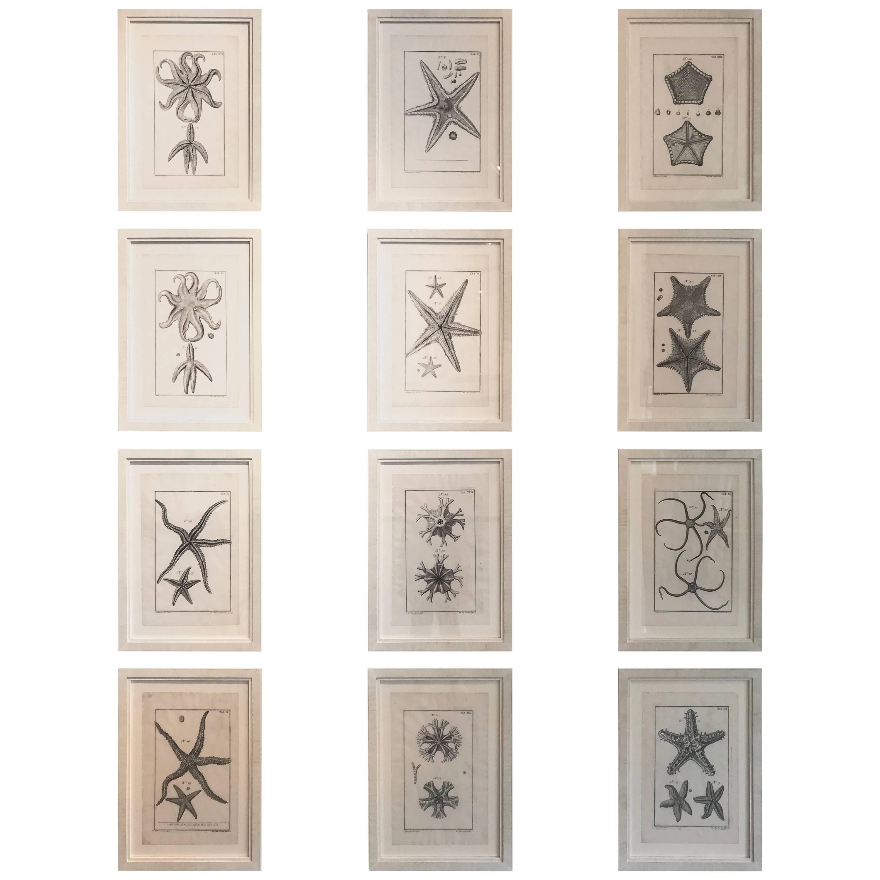 18th Century Rare French Engravings of Sea Star For Sale