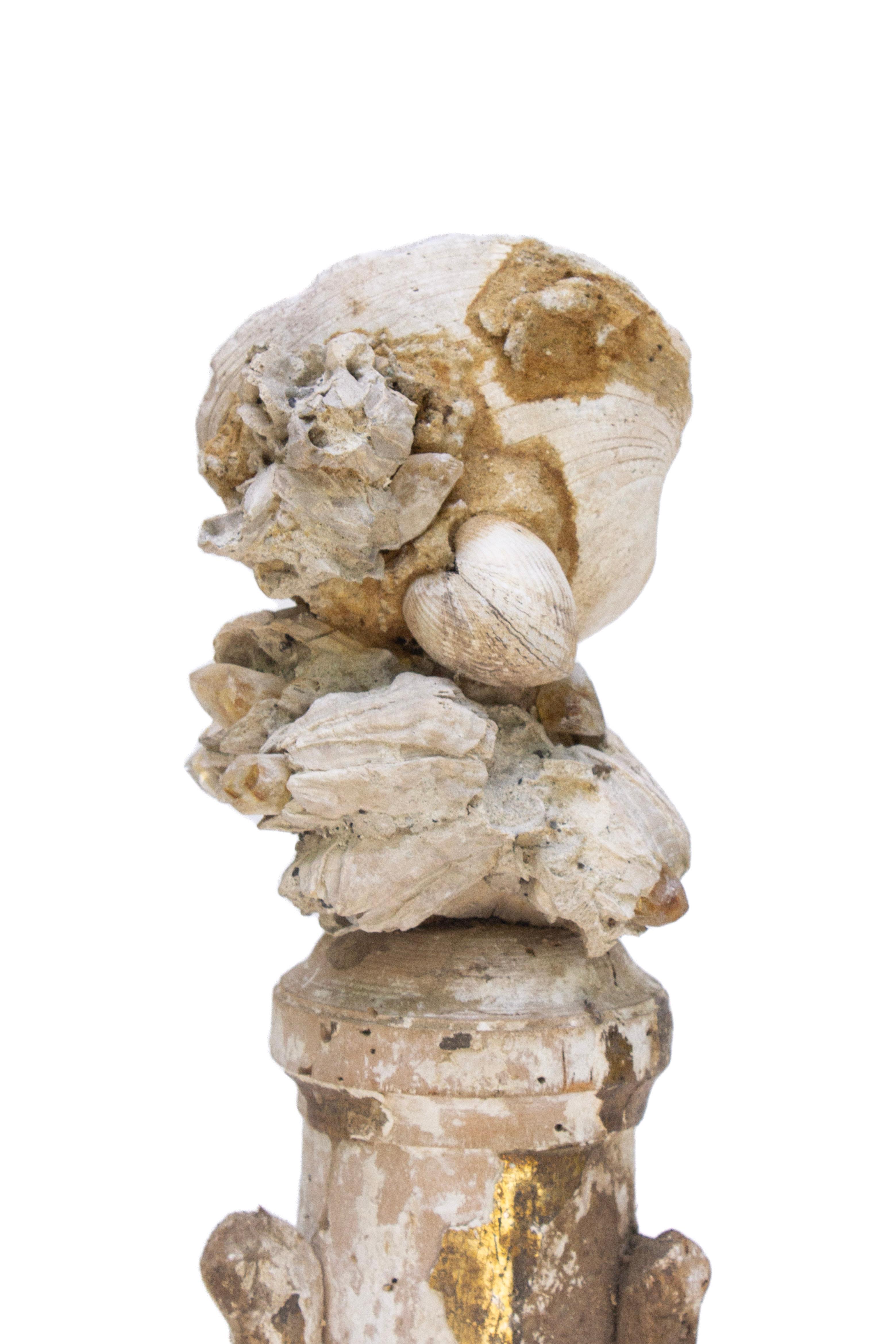 18th century Italian fragment topped with natural forming clusters of fossil shells and barnacles. This fragment is from a church in Florence. It was found and saved from the historic flooding of the Arno River in 1966.  There is still the original